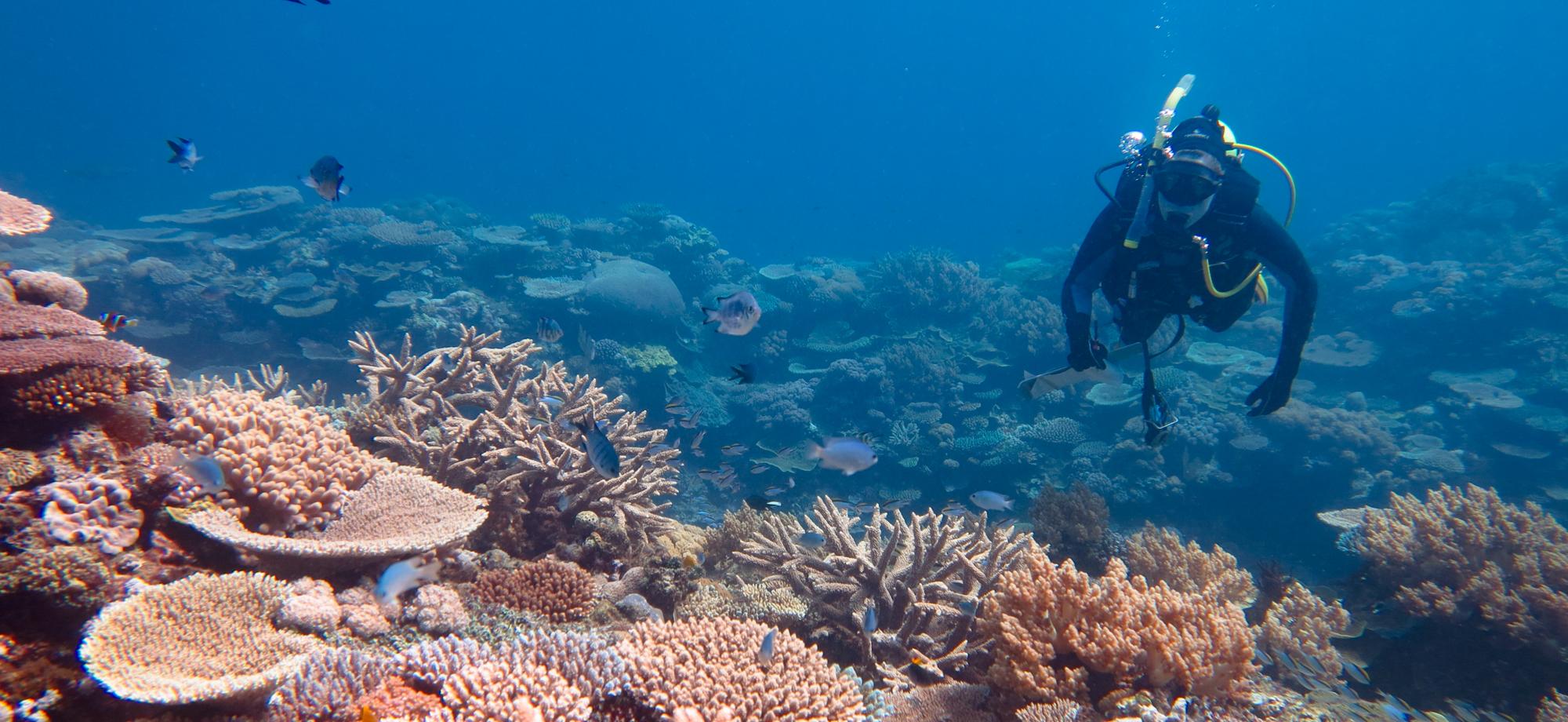 a diver looks at the edge of a reef
