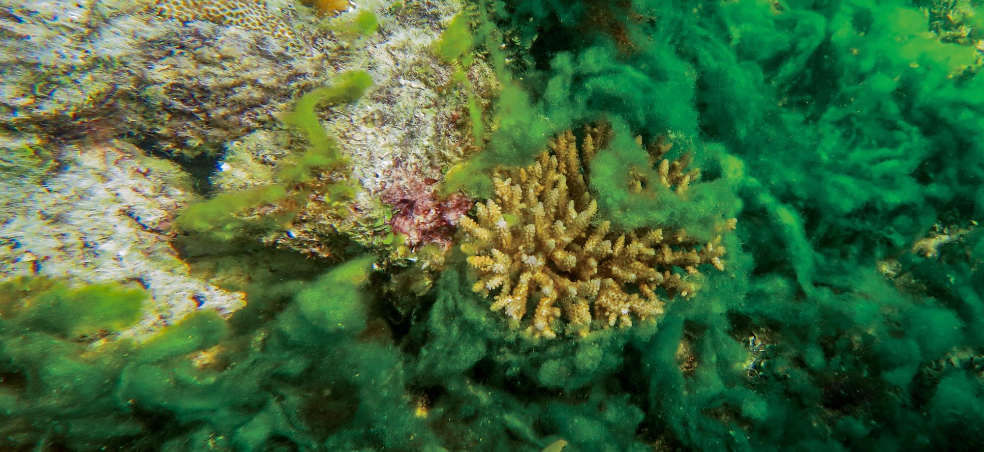 a coral surrounded by green algae