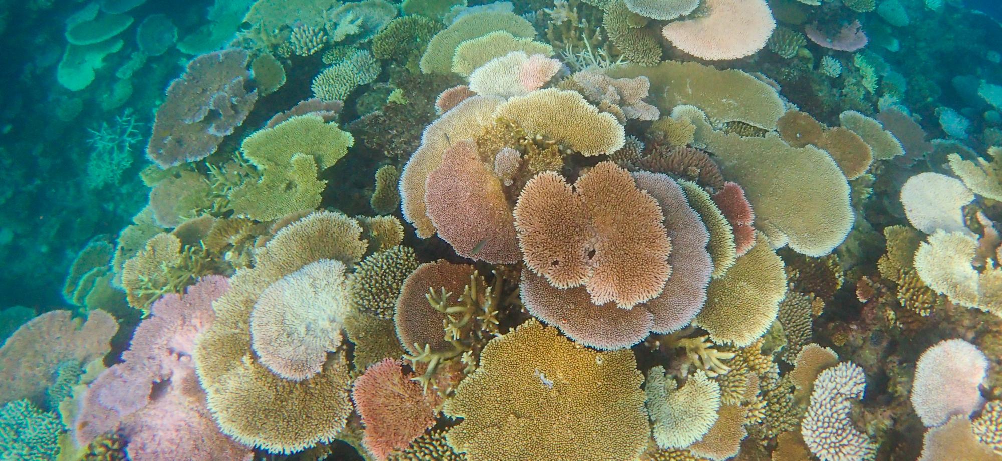 overlapping plate corals at various stages of bleaching
