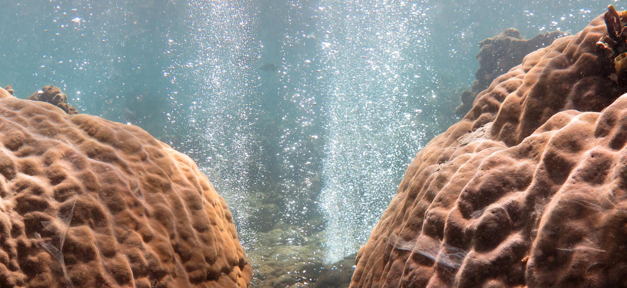 bubbles coming up from the seafloorbetween two large smooth corals