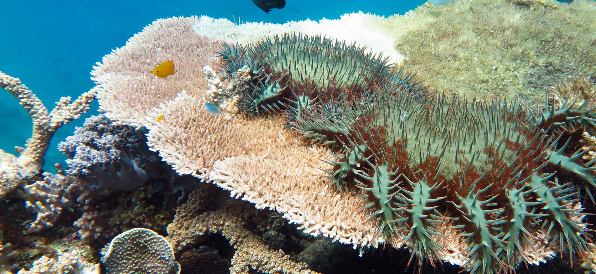 2 crown of thorns starfish on coral