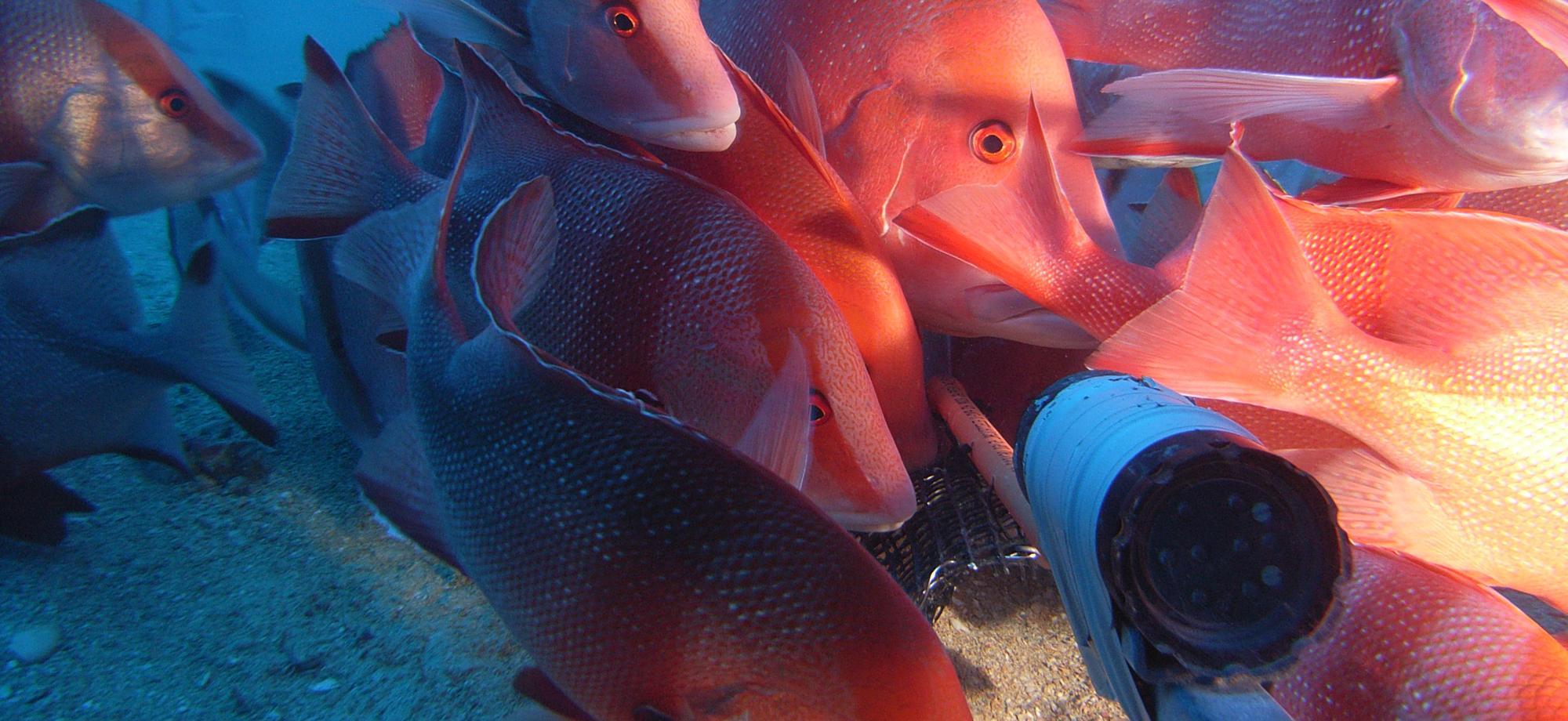 red snapper fish congregate around a video camera with a light shining on them