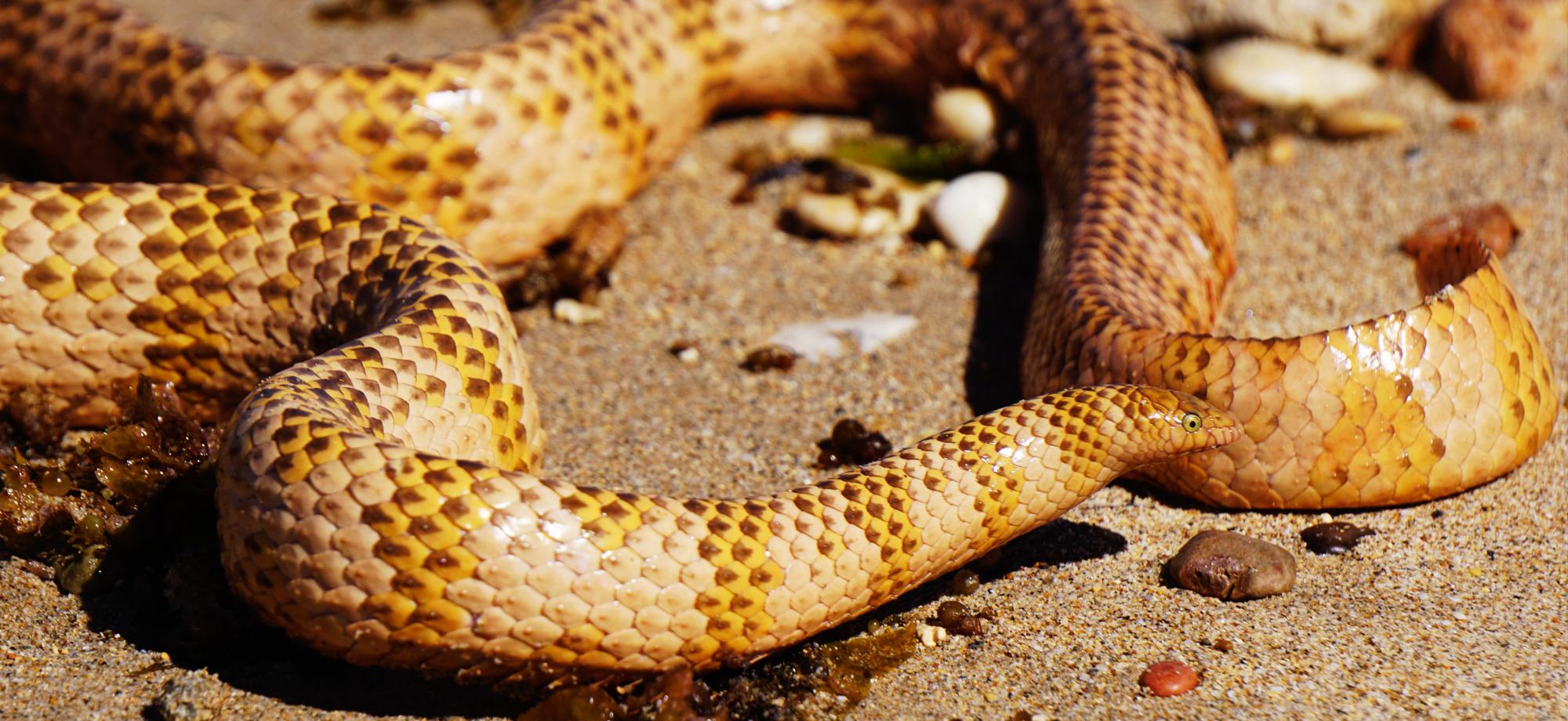 a tan sea snake out of water