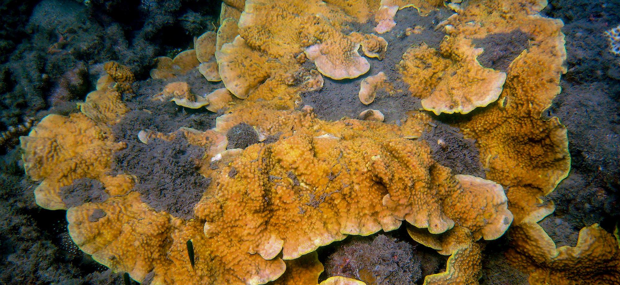 a flat coral with brown fine sediment on it