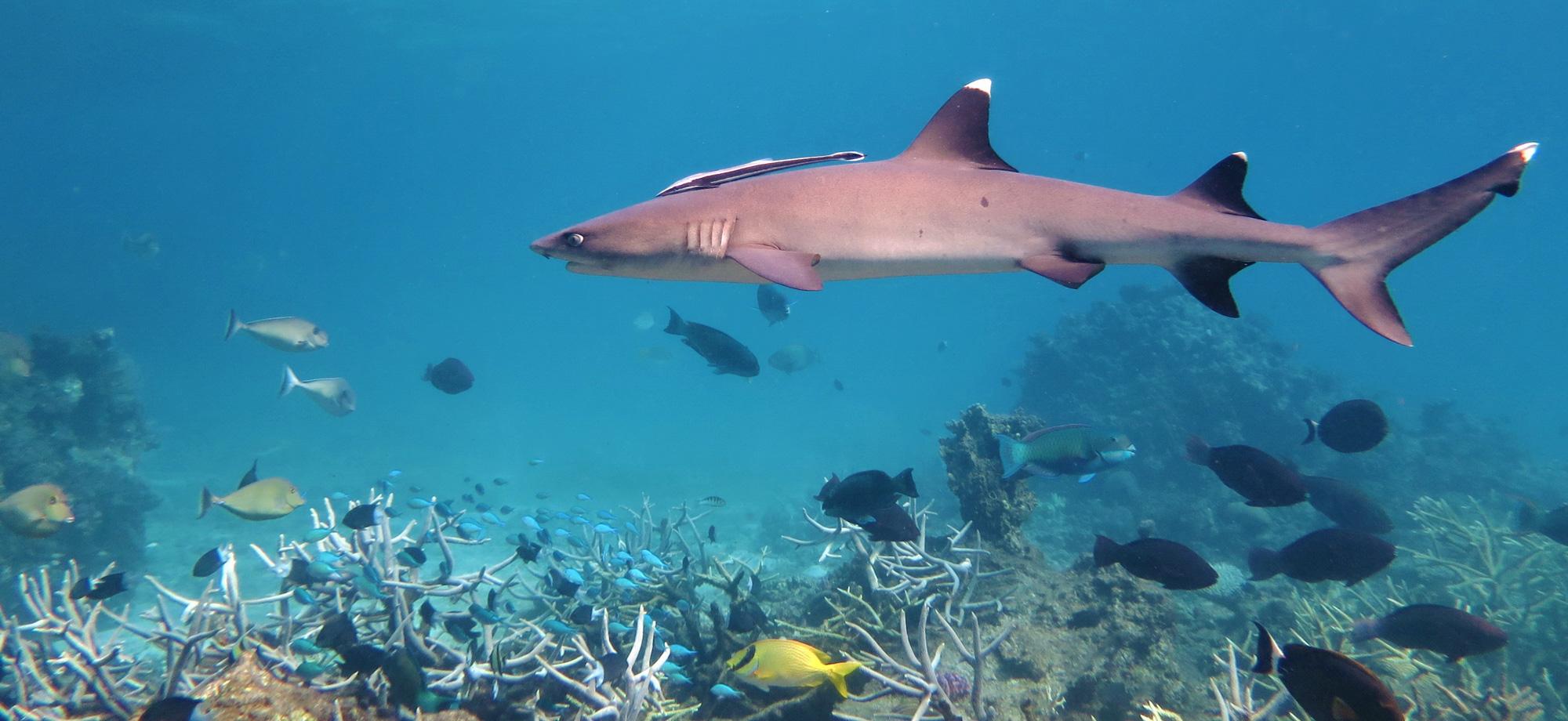 white tipped reef shark on a coral reef