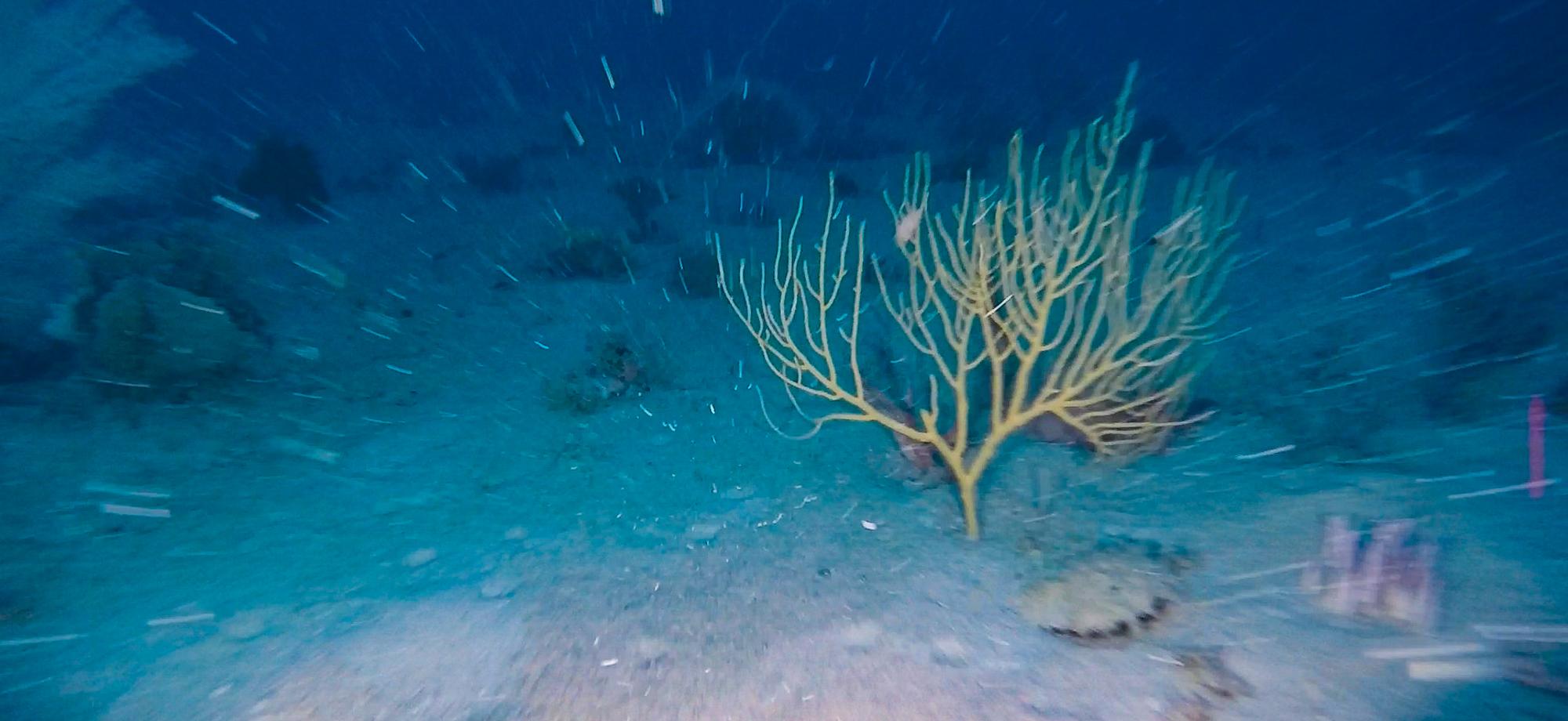 sandy seafloor in deep water with some marine life