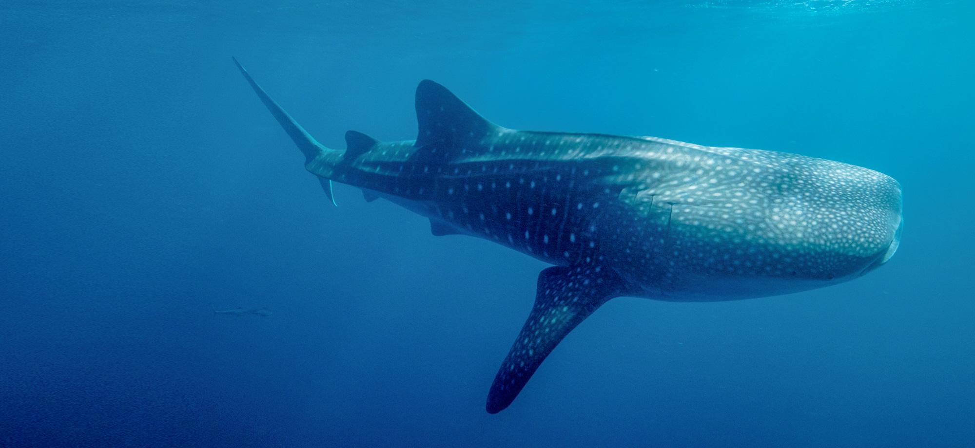 WHALE SHARK definição e significado