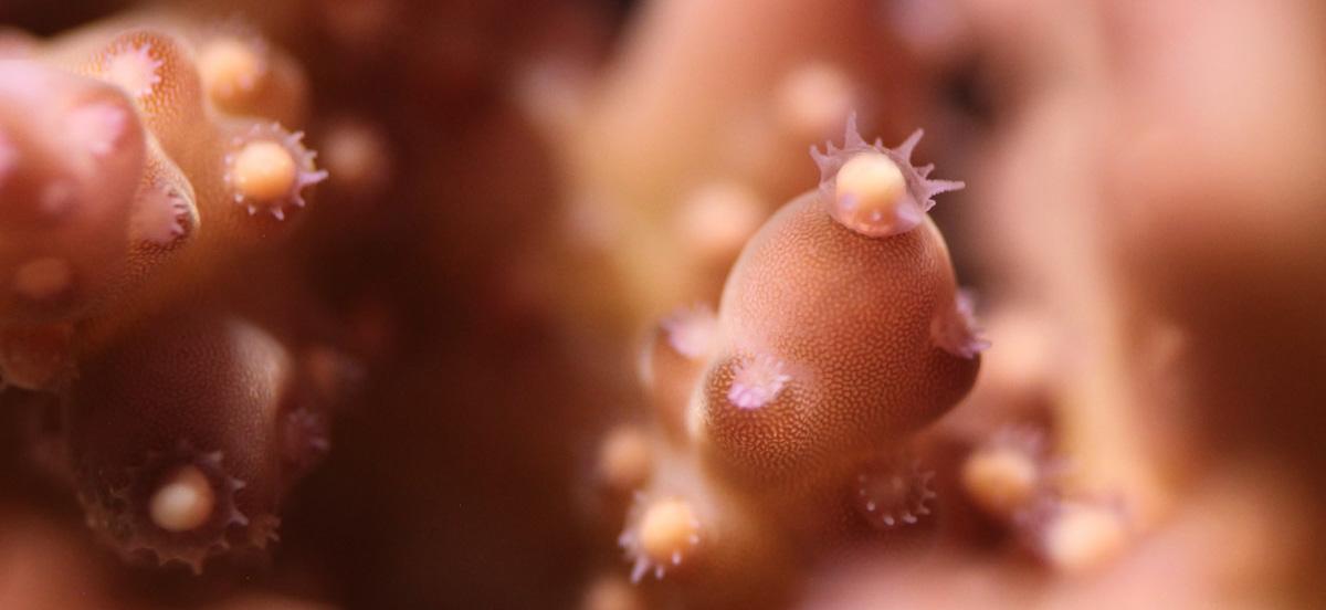 close up of a coral egg bundle being released