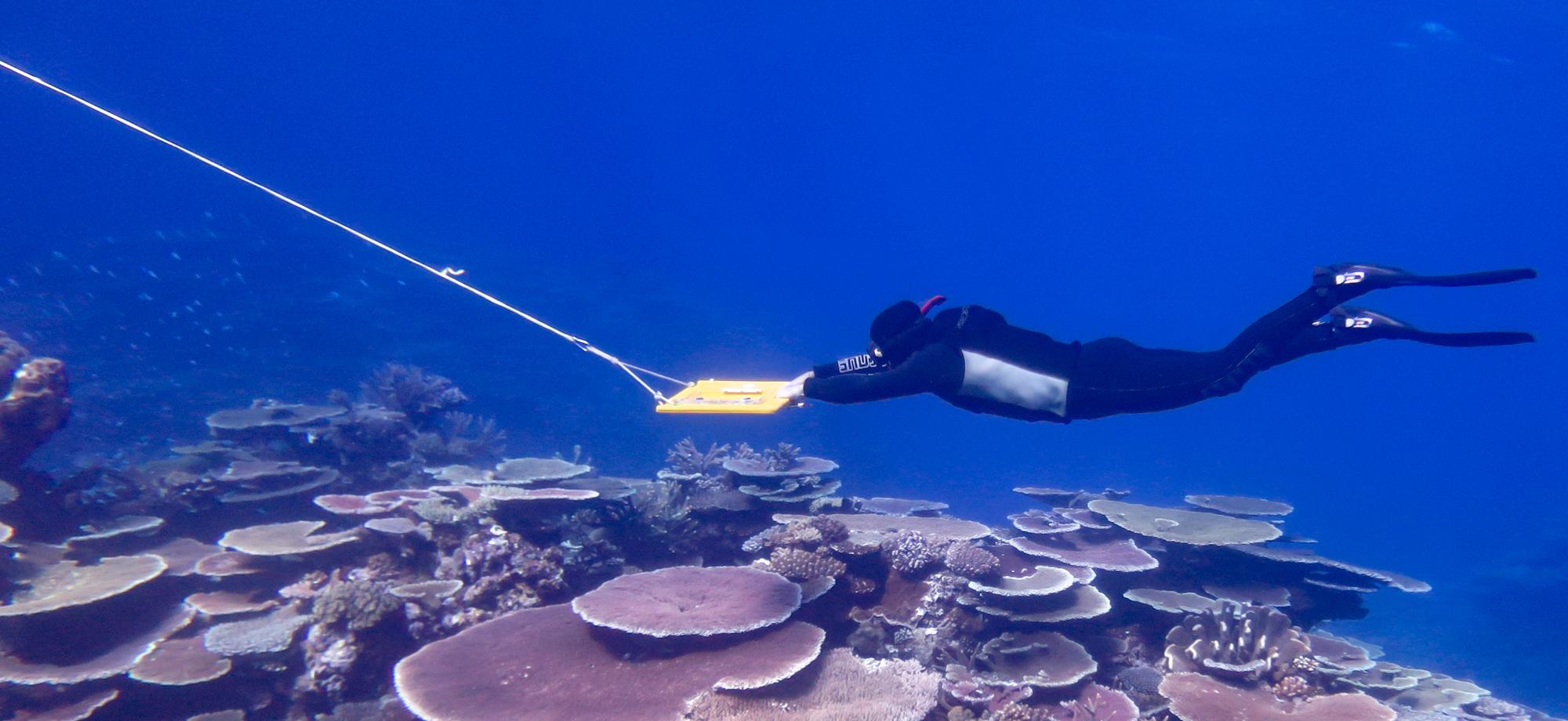 person underwater in black wetsuit holding a yellow board with a rope disappearing out of the photo. All above a reef with many flat, round corals