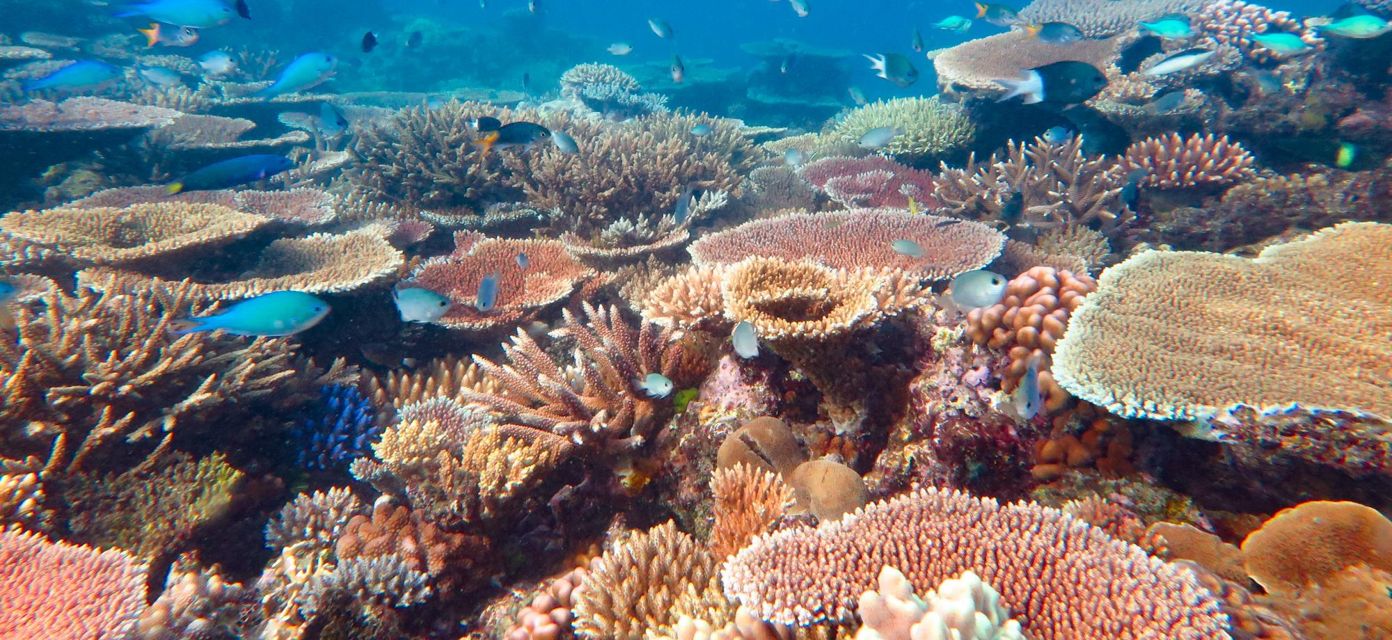 a reef covered in different corals, mainly branching and table corals