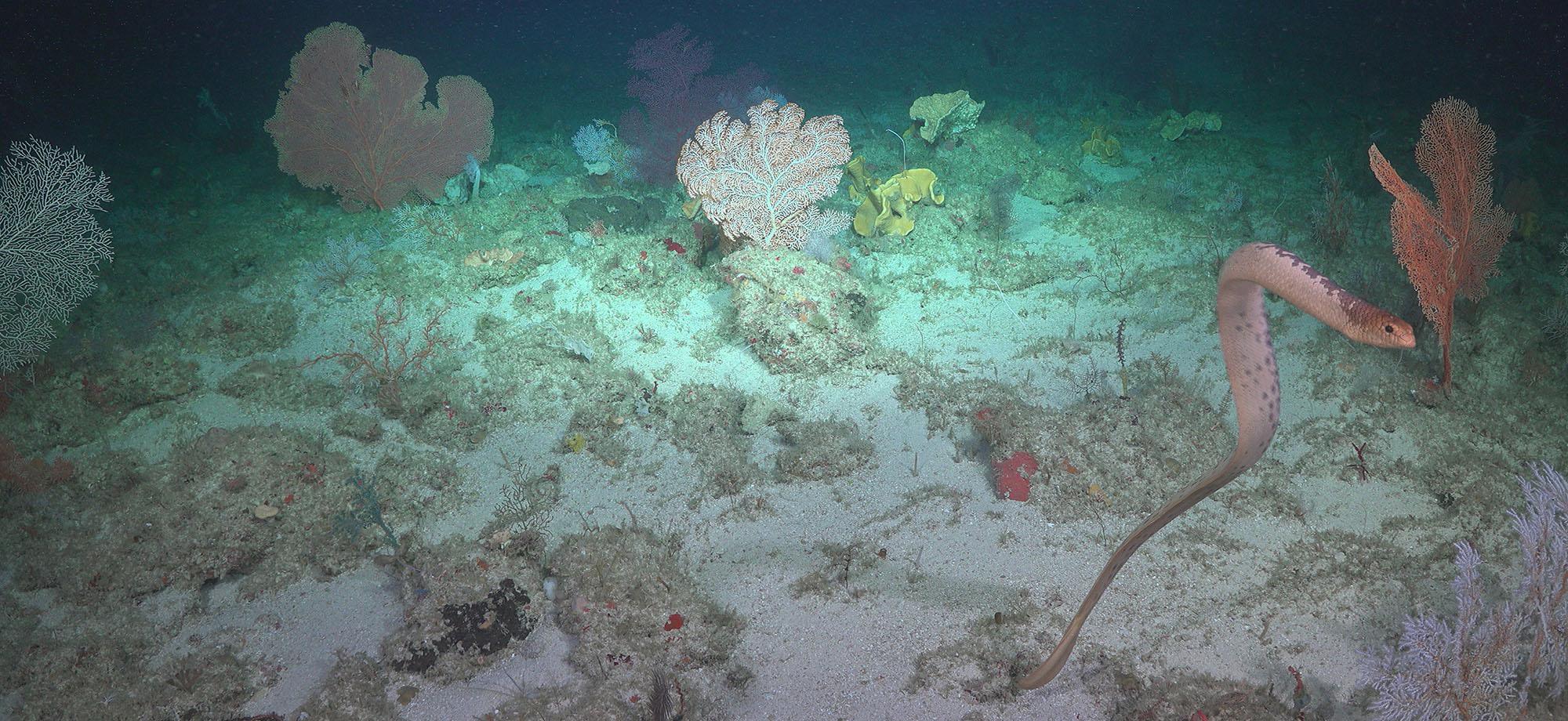 olive sea snake swimming above the sea floor