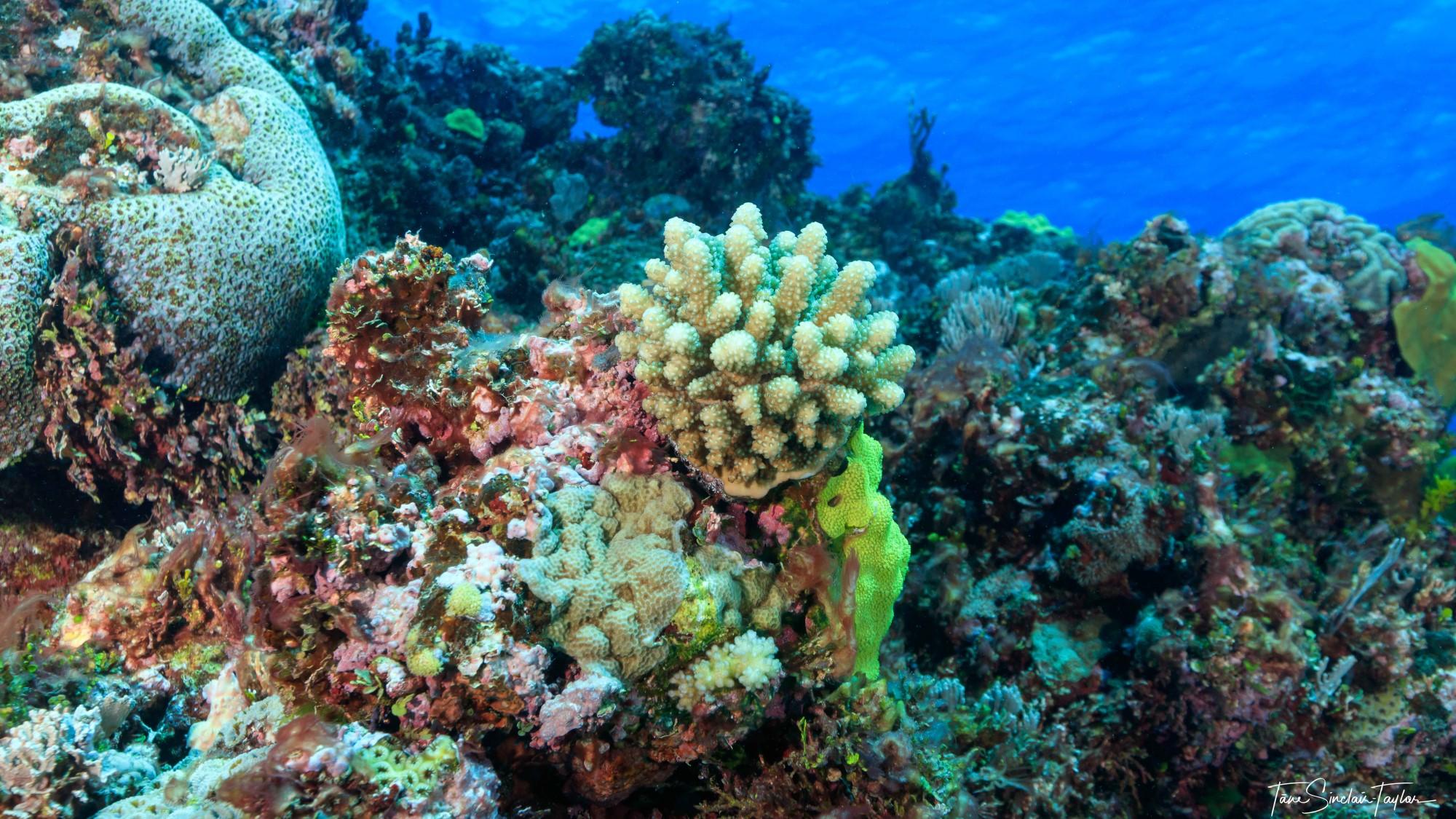 A coral reef with blue water at the surface and a thick branched coral near the centre