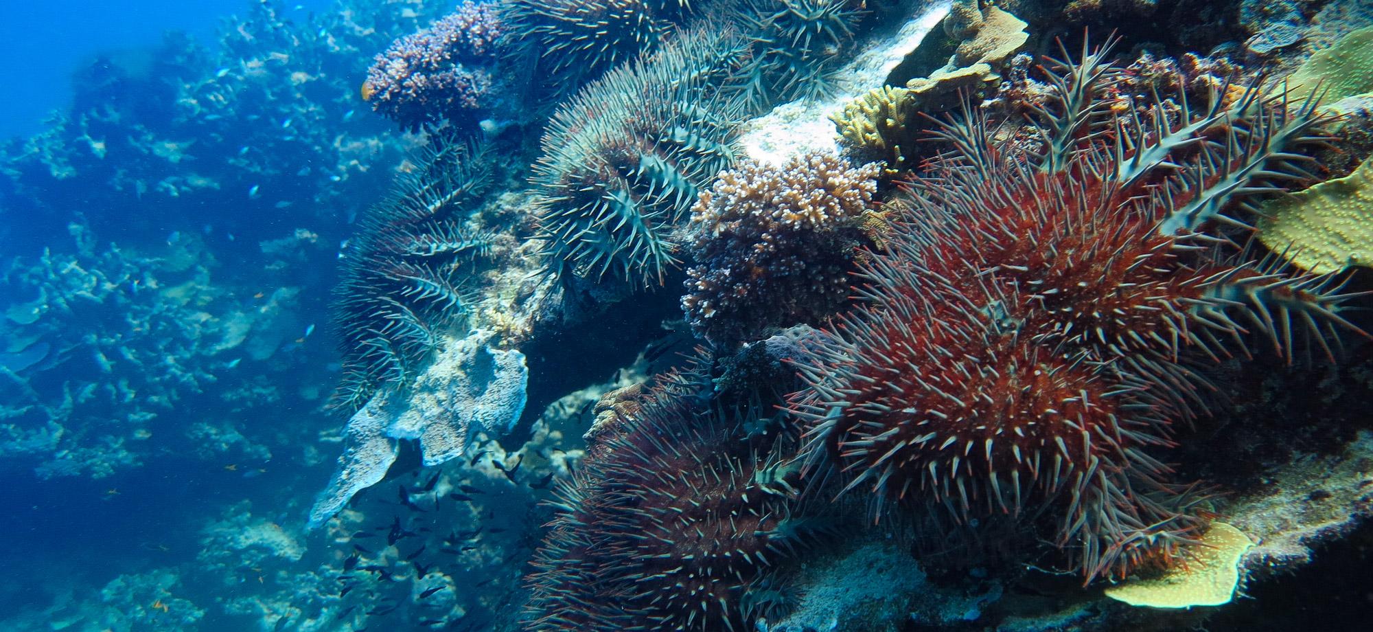 many thorny starfish on a reef wall
