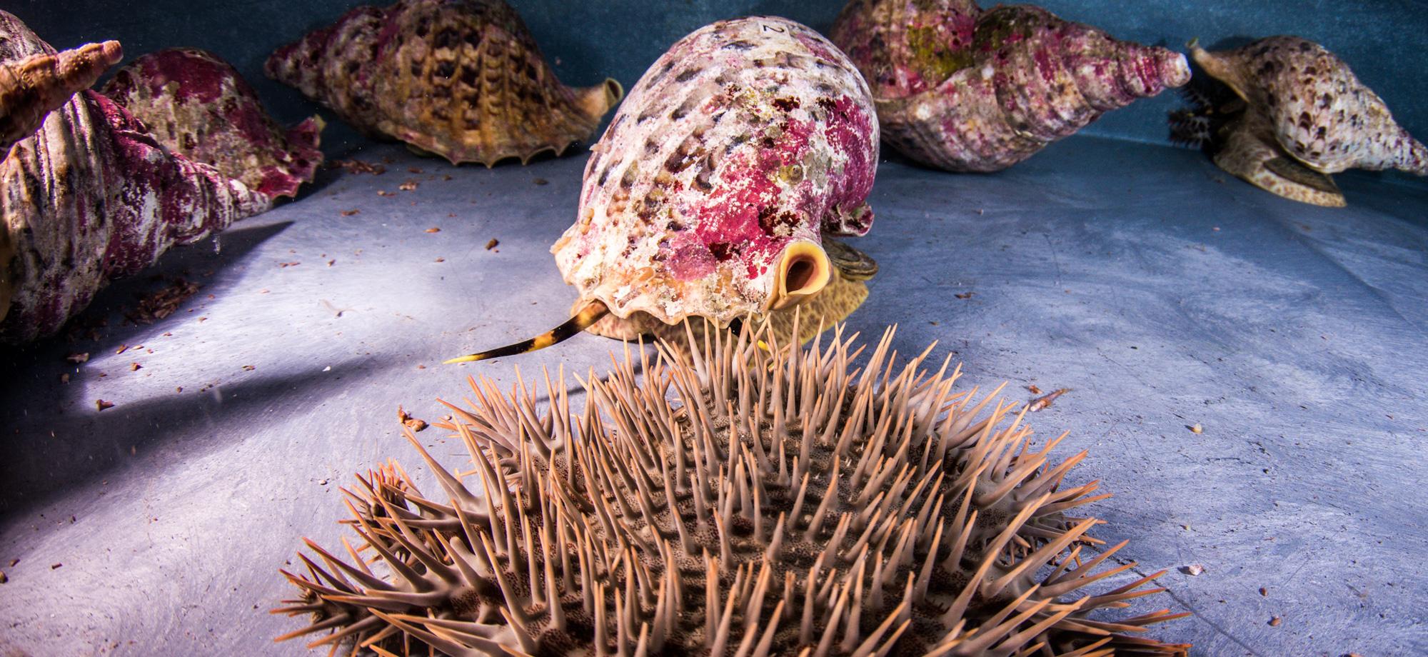 a gist triton sits behind a crown-of-thorns starfish, both on the floor of a grey. There are more shells in the backkground 