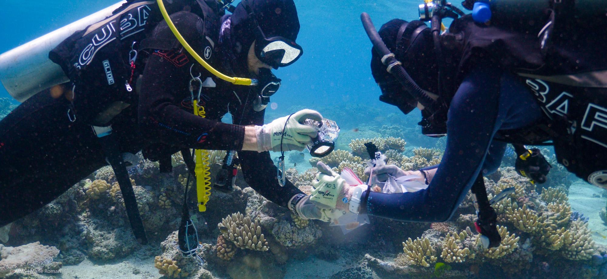 divers facing each other underwater with one taking a photo of coral
