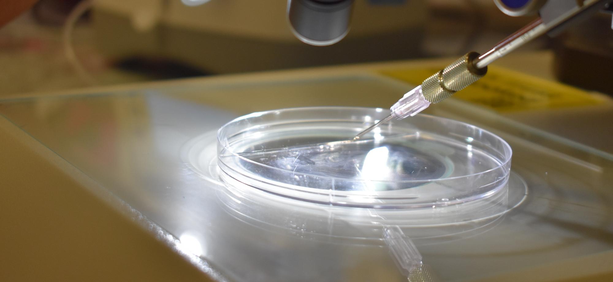 a petri dish under a microscope with a needle held above it.