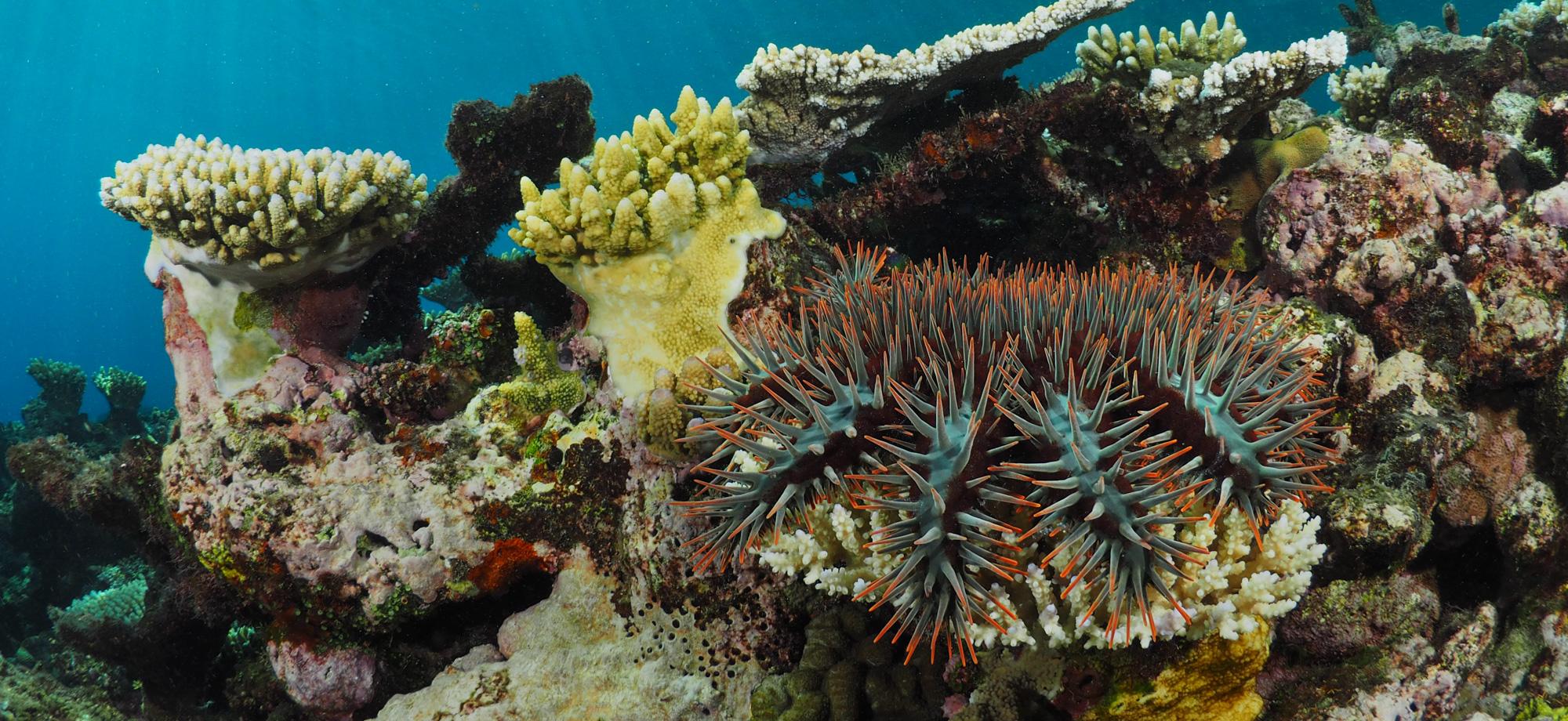 crown-of-thorns starfish on a round, flat coral