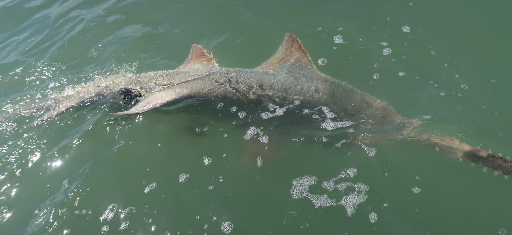 a long grey sawfish just under the surface of the water, which is a bit green and murky