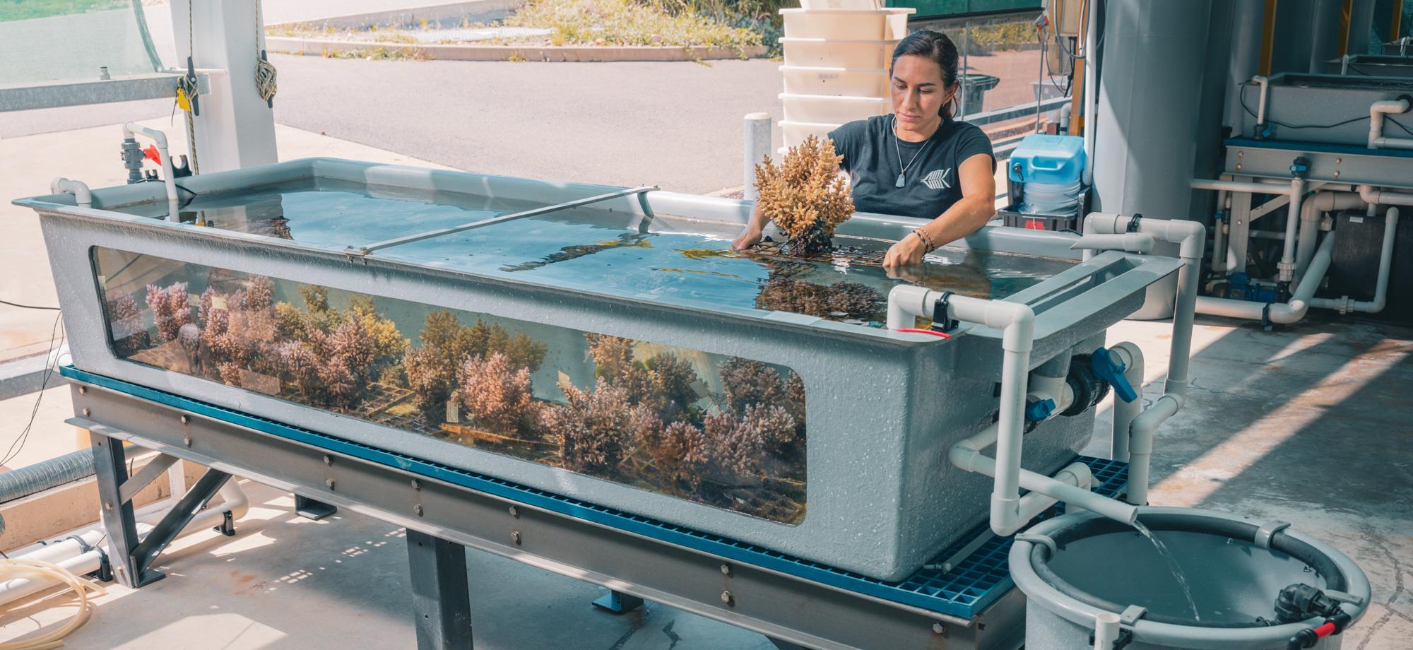 a large blue basin with a see through side holds many corals. A person stands over the basic holding a coral. At the end of the basin is a colelction of pipeline leading out of the basin, into a round tub, lower down.