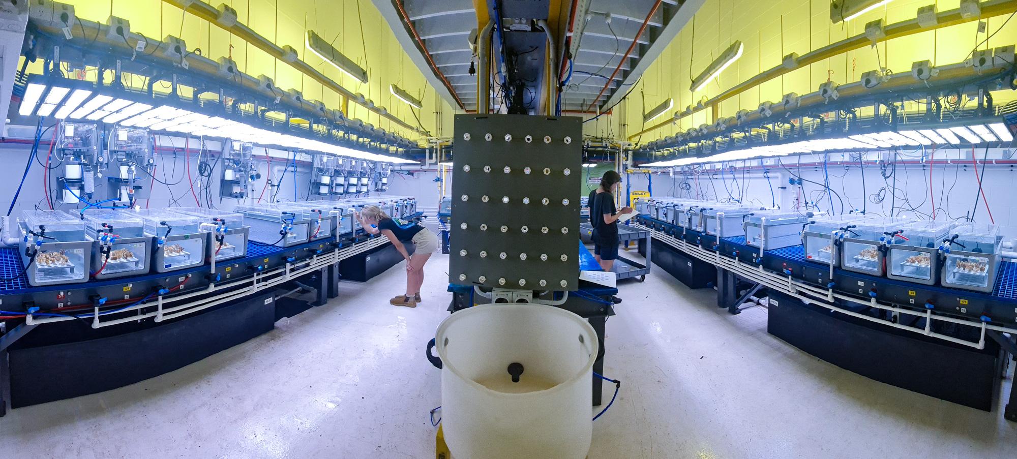 two scientists looking into clear aquariums in a technical looking room that has been taken as a panorama. Lots of aquaria are lined up along the walls.