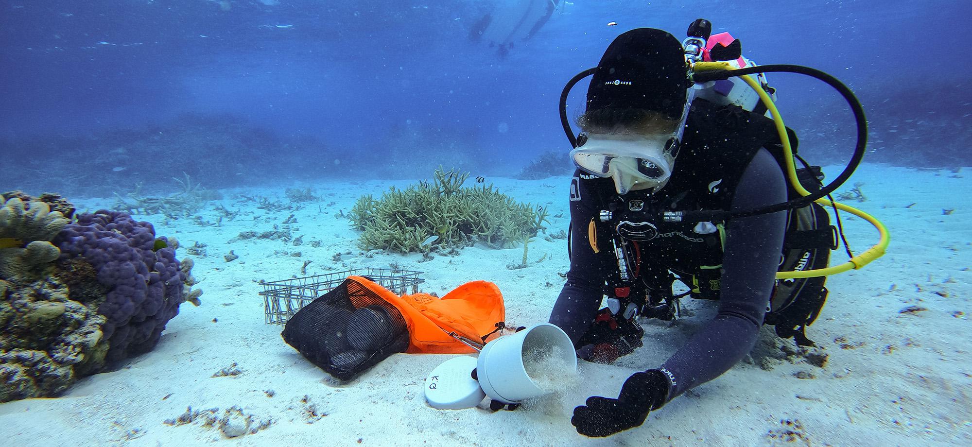 A scuba diver collects sand for later analysis