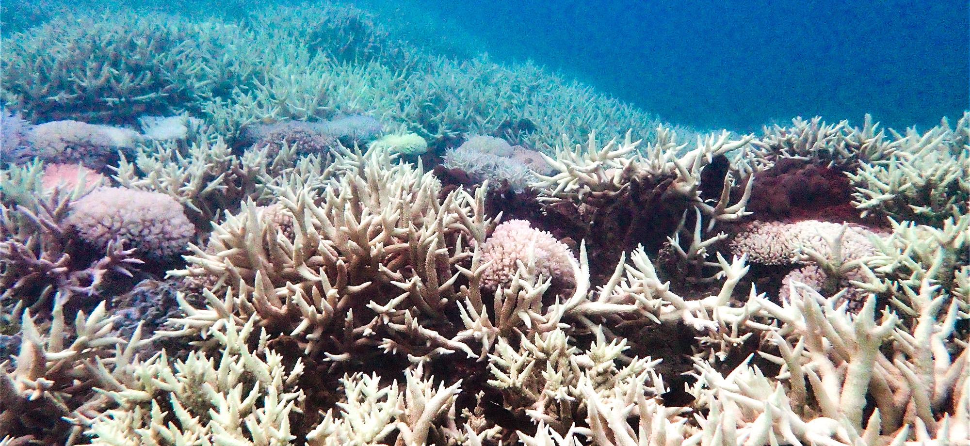 bleached reef