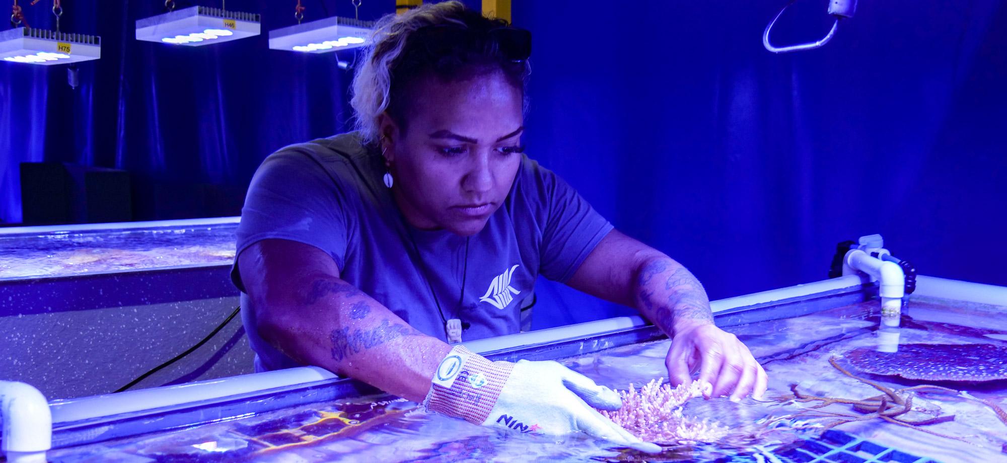 indigenous woman cares for coral in an aquaria