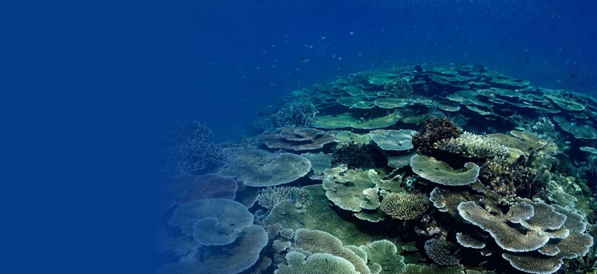 Round flat hard corals cover a reef on the right of the image.