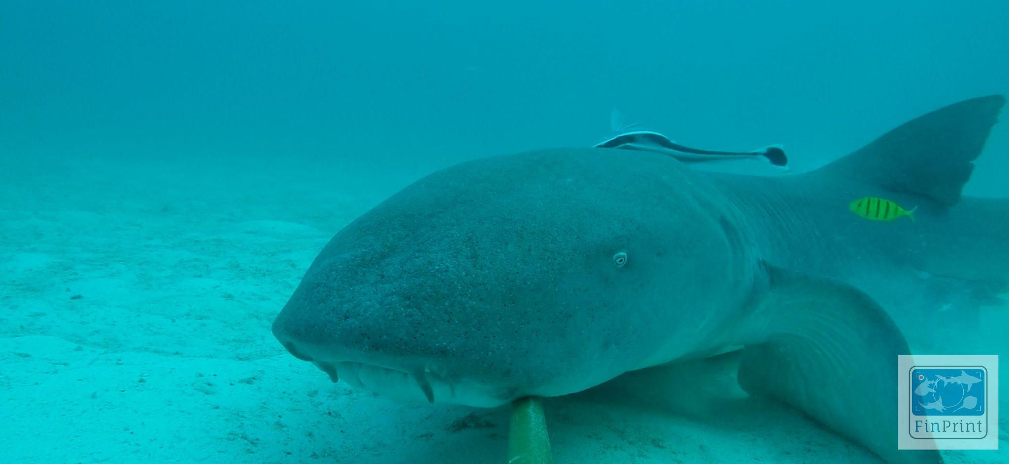 A TAWNY NURSE SHARK