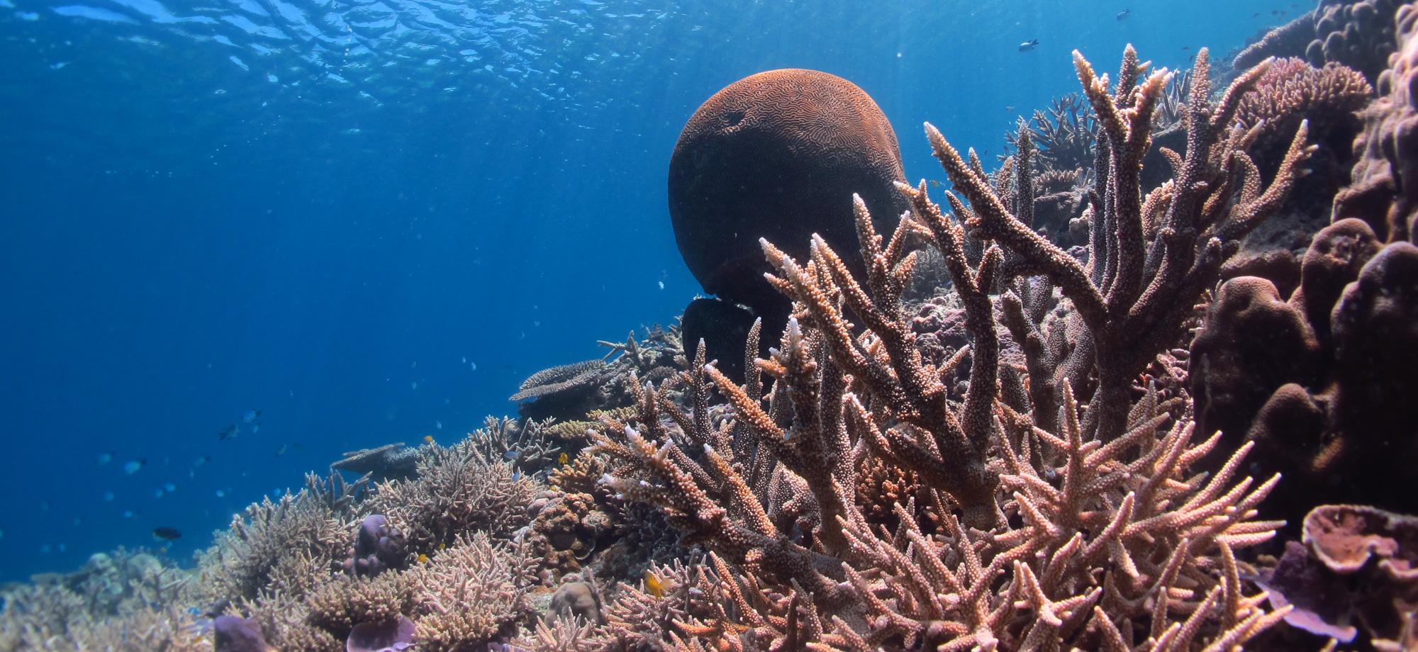 Coral reefscape