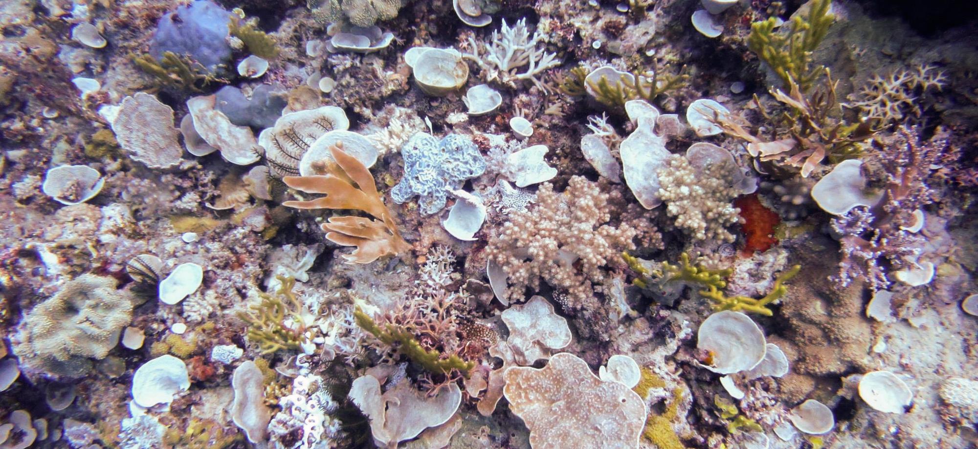 reefscape of a sponge garden