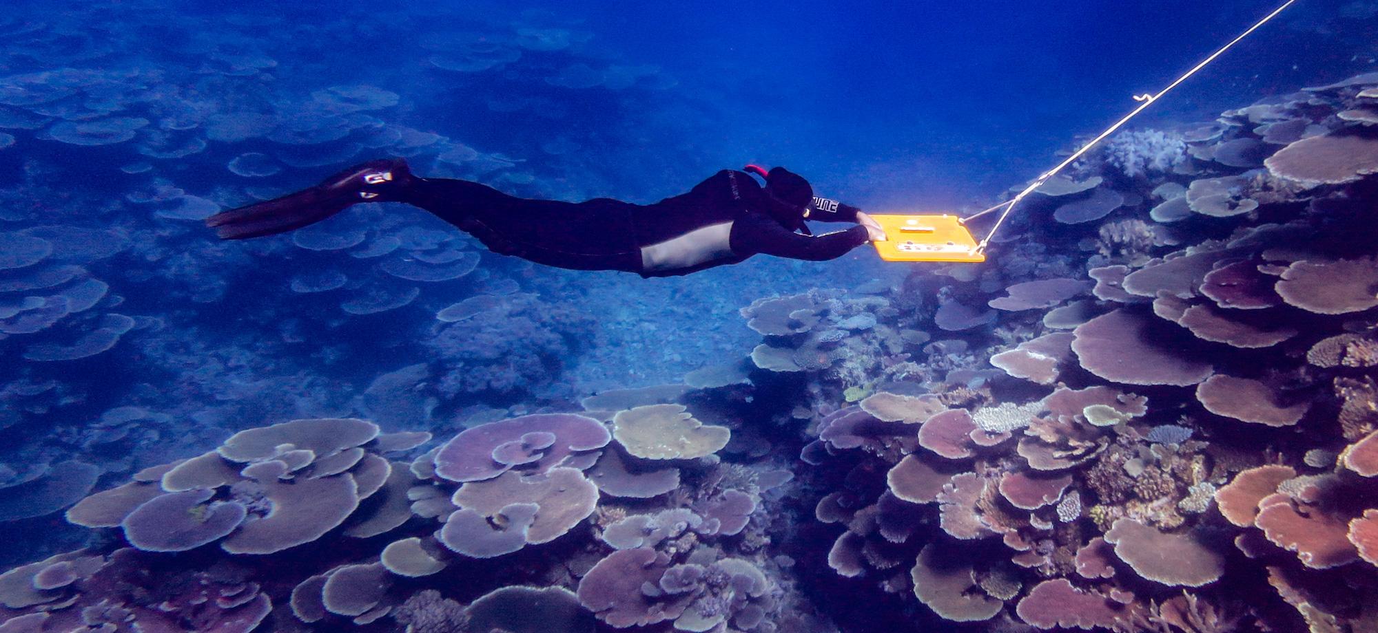 a human in a wetsuit is underwater being pulled by a rope while above a coral reef