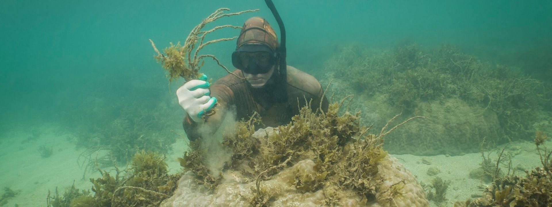 a person underwater holding a handful of seaweed next to a coral