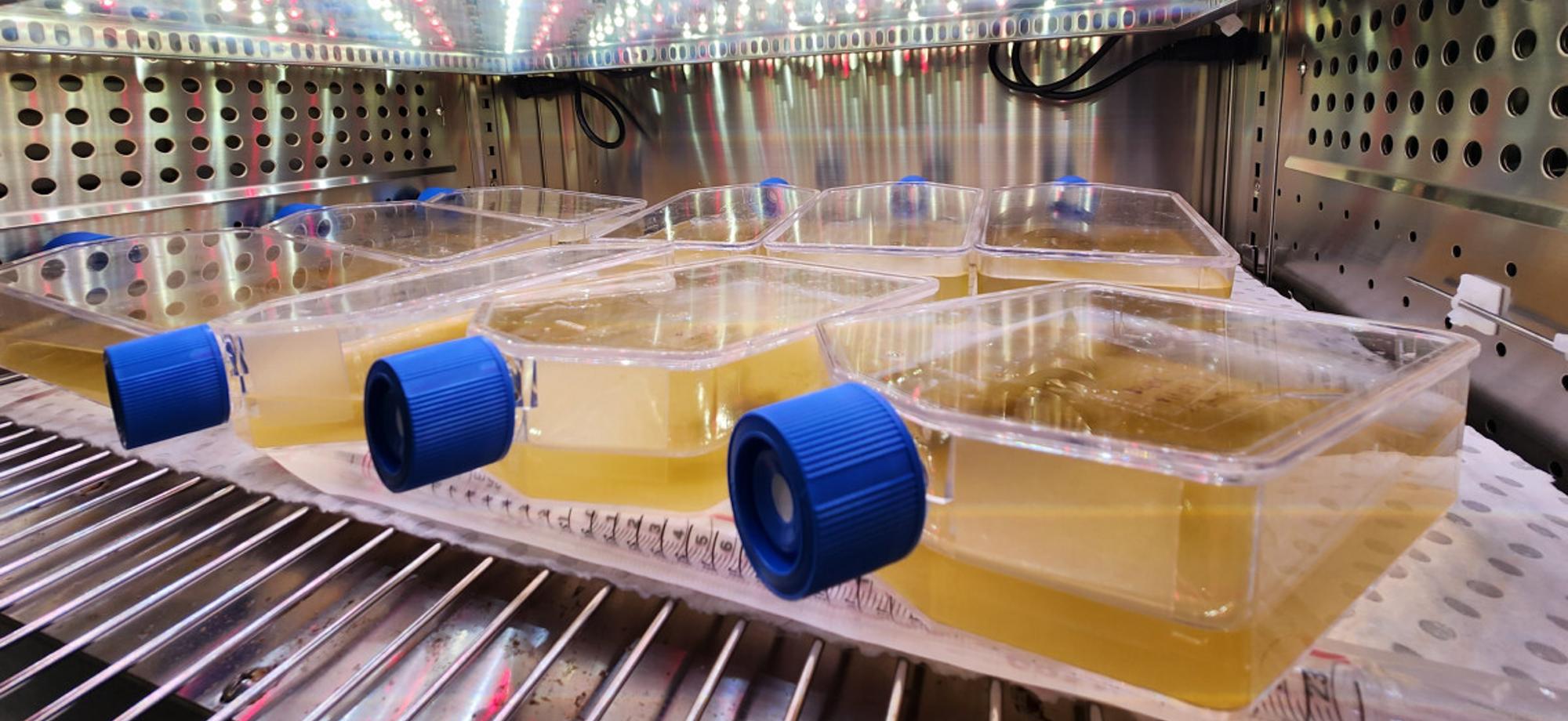 bottles lying down on a rack