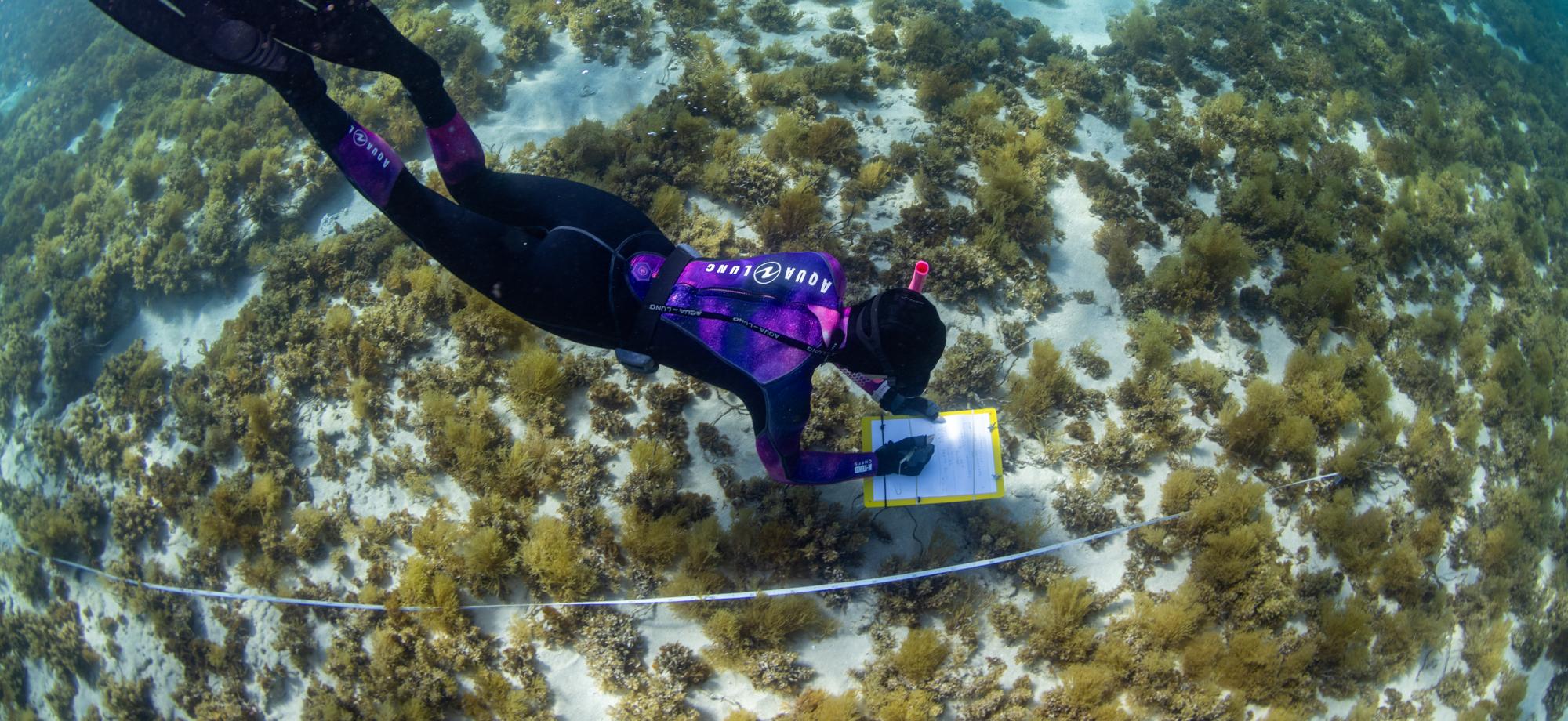Snorkeler holds a clipboard and swims over a seabed of seaweed