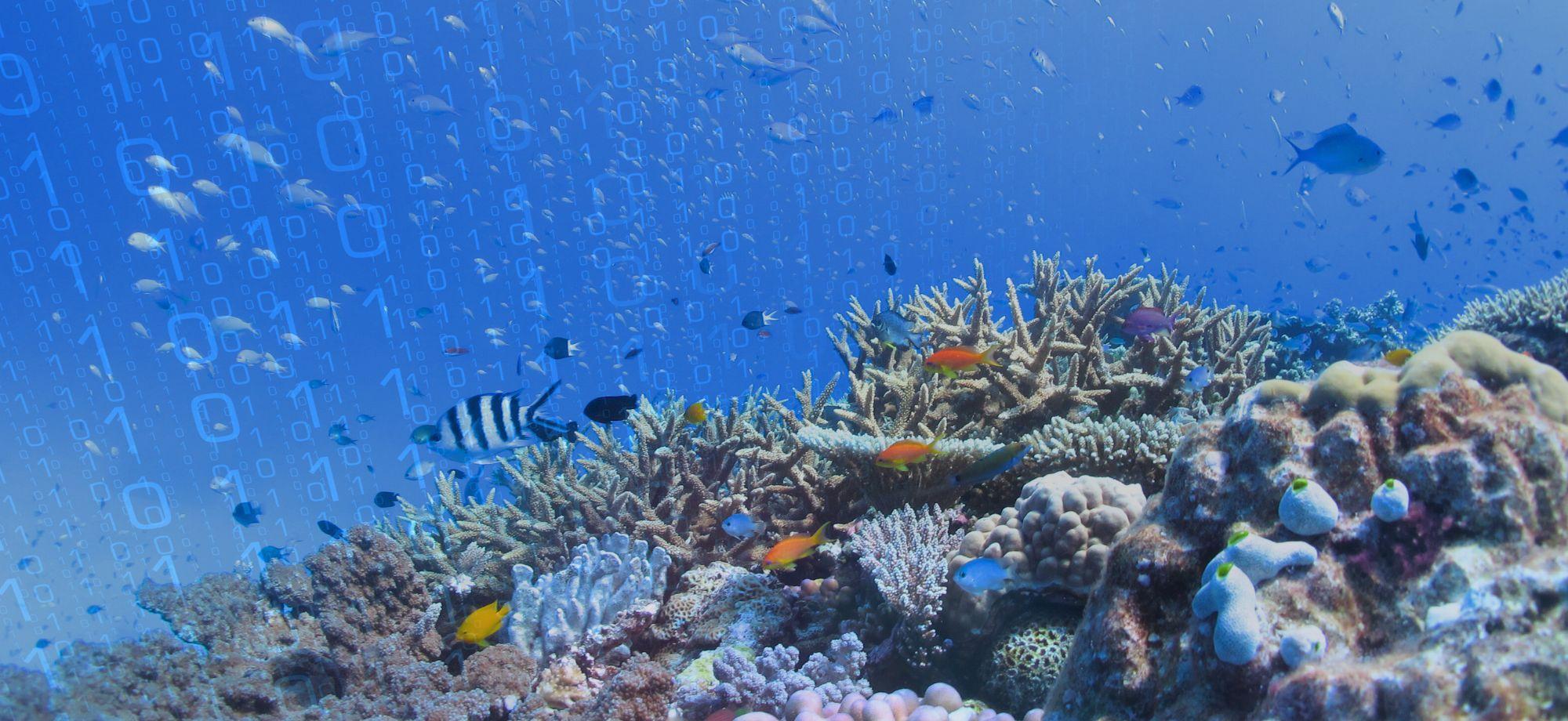 the top of a coral reef with fish. the blue water has zeros and ones representing binary code on it, fading into the distance