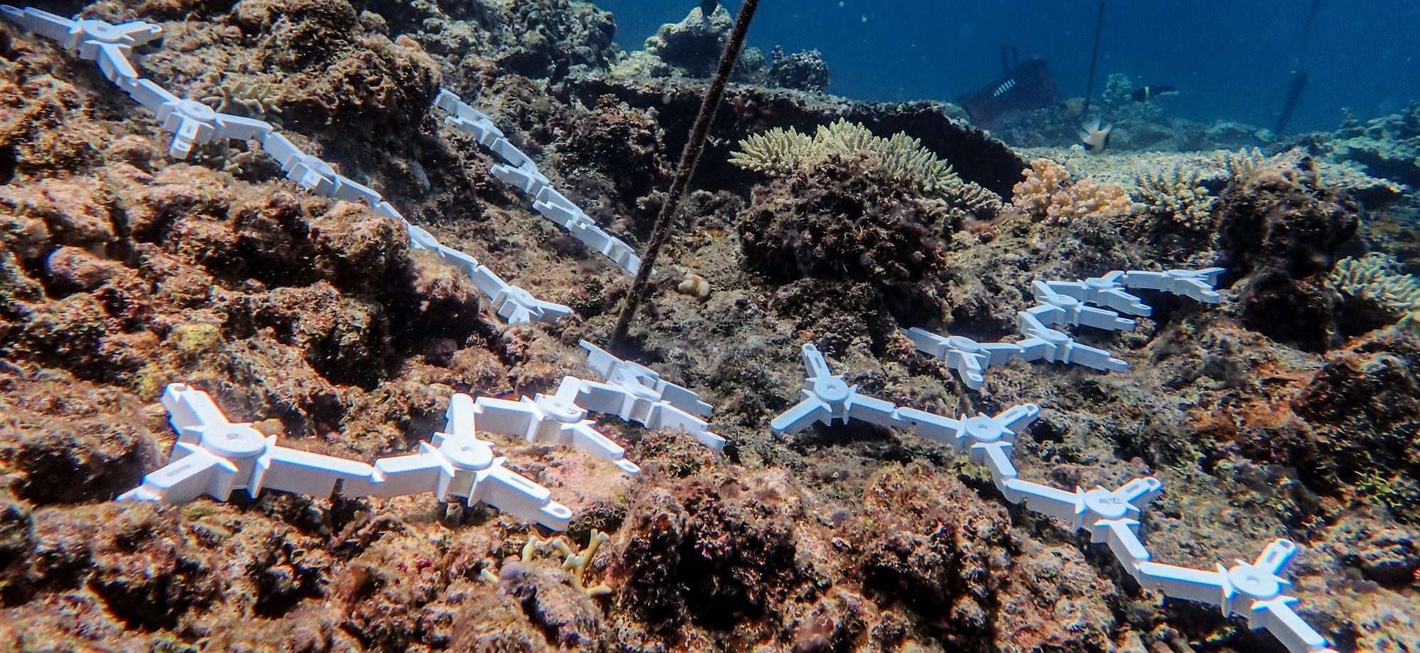 white coral seeding devices on a reef