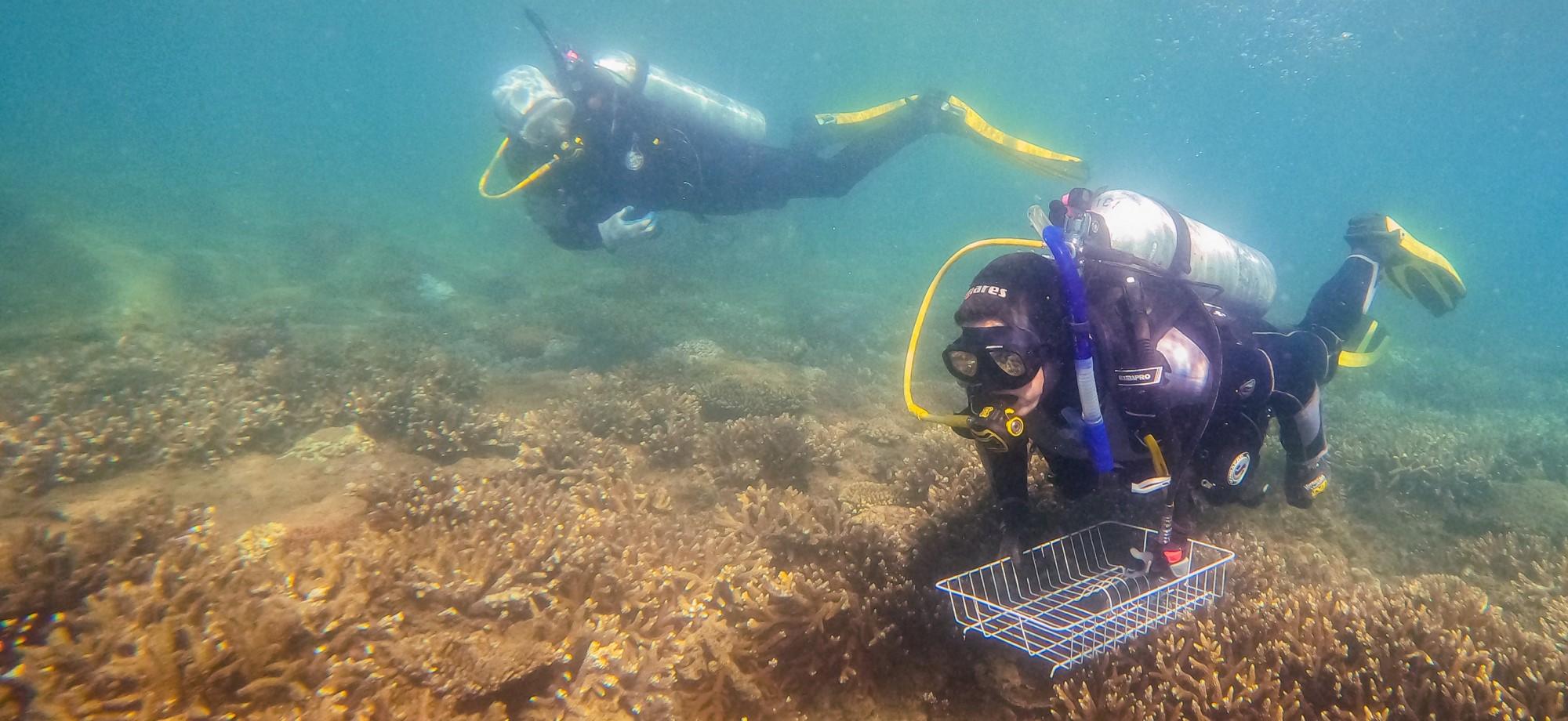 two divers underwater above a coral reef. one diver has a wire basket