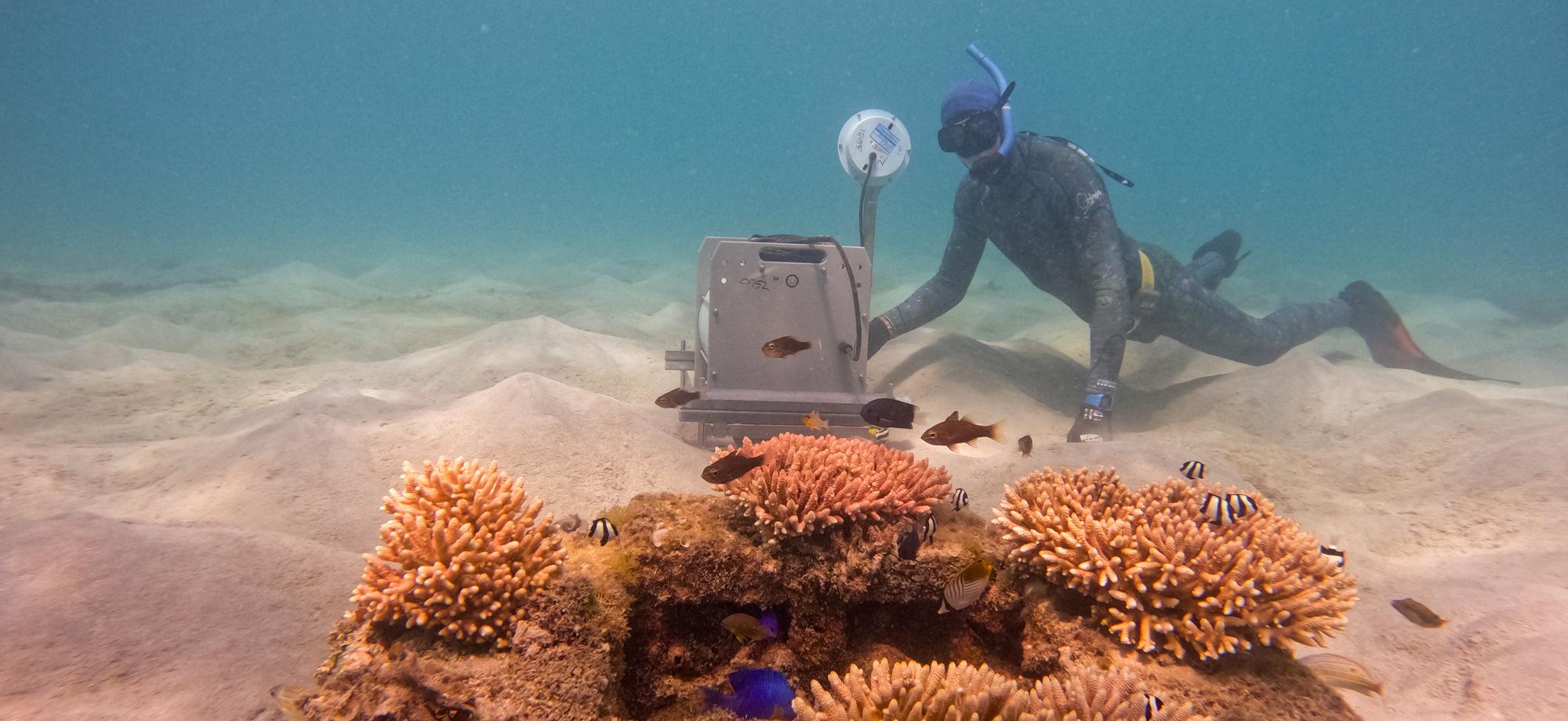 A snorkeller is underwater on a sandy bottom with an underwater speaker behind a small artificial reef