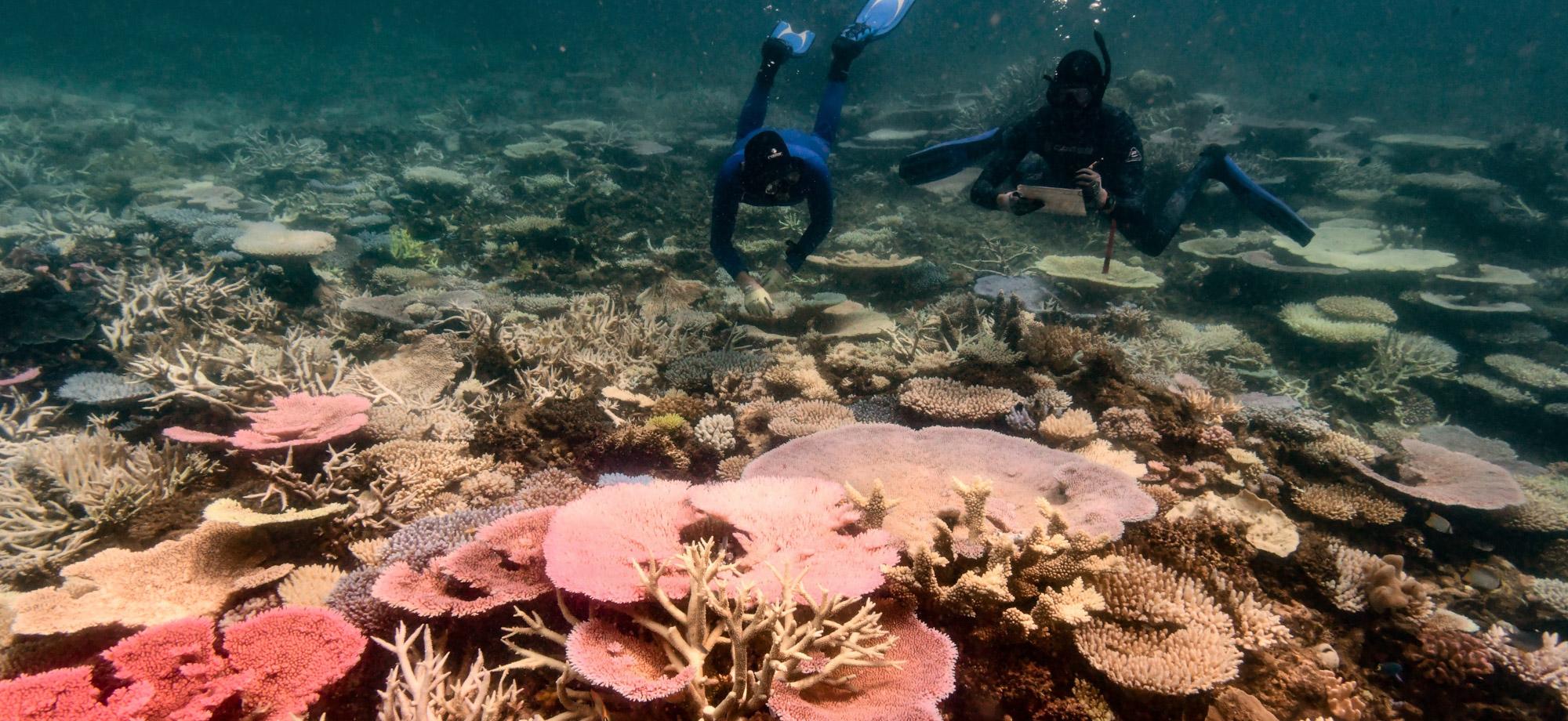 a reefscape showing corals affected by bleaching and two divers holding monitoring tools
