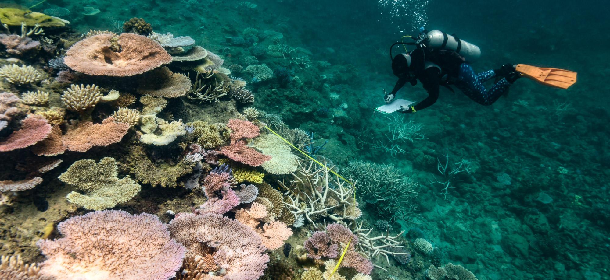 diver monitors a coral reef showing bleaching