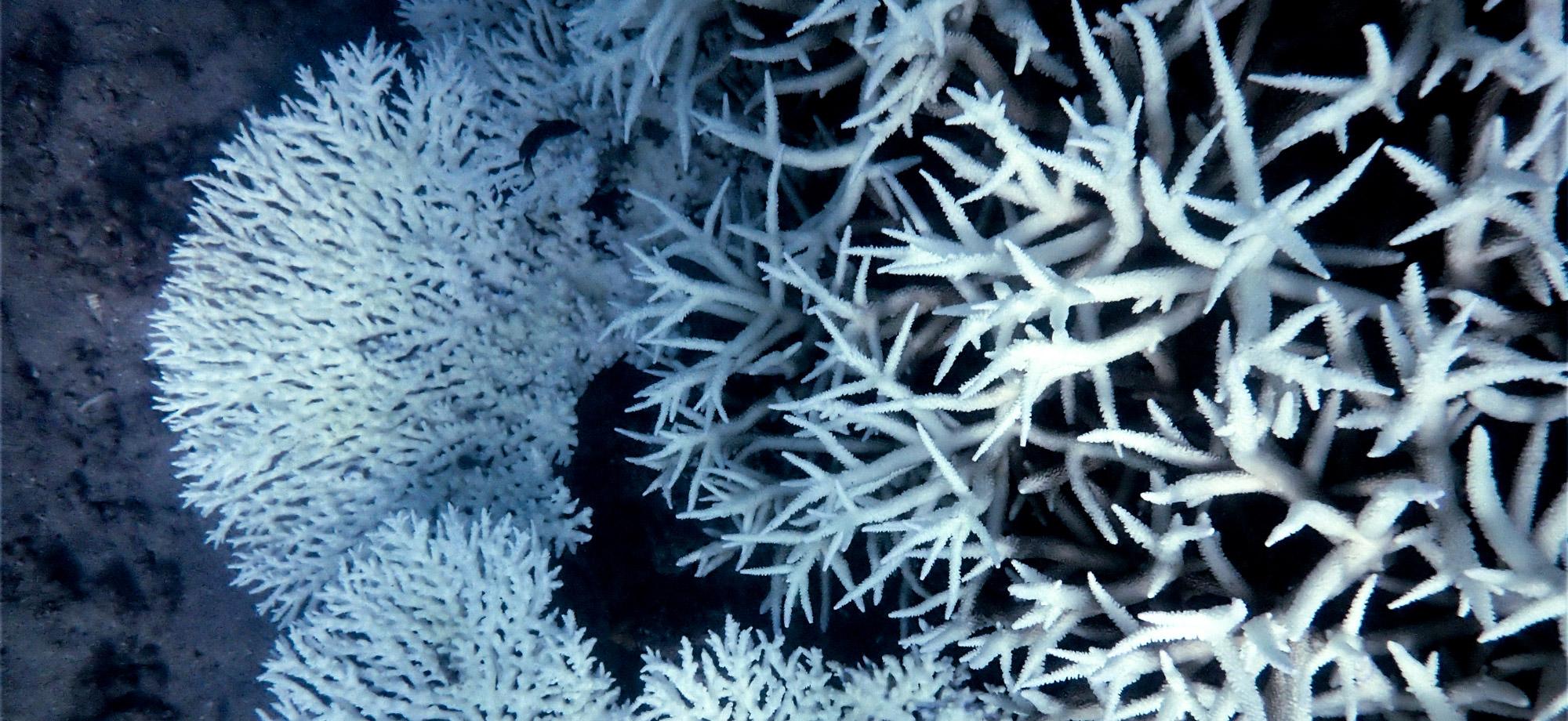 Looking down at fully bleached coral