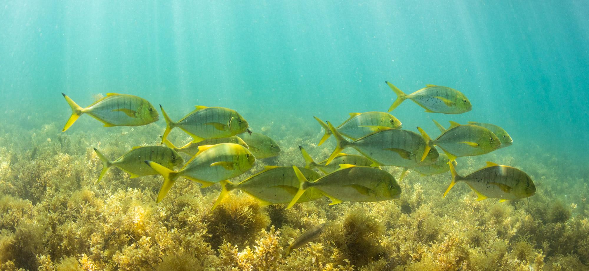 Fish swim over a bed of marine plants