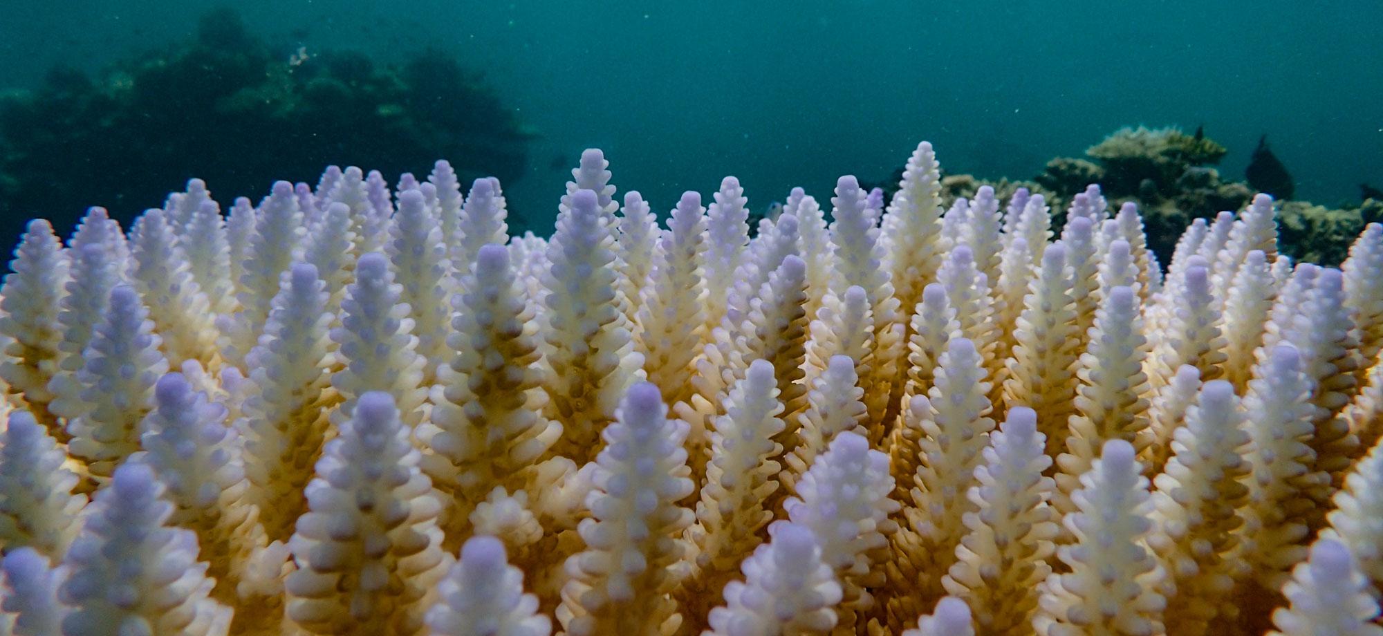 Close up of a coral colony showing signs of bleaching