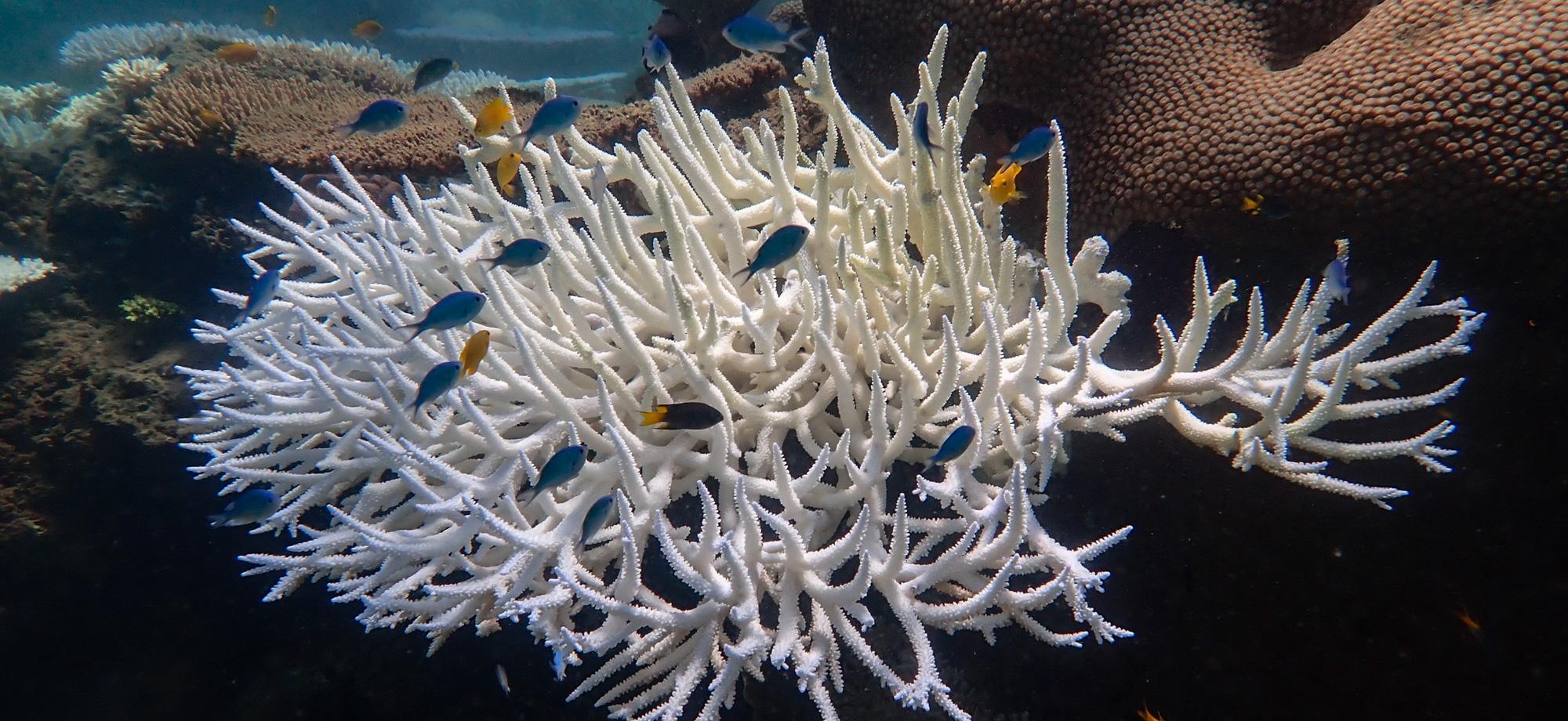 A branching coral is bleached, while small fish swim amongst it's branches