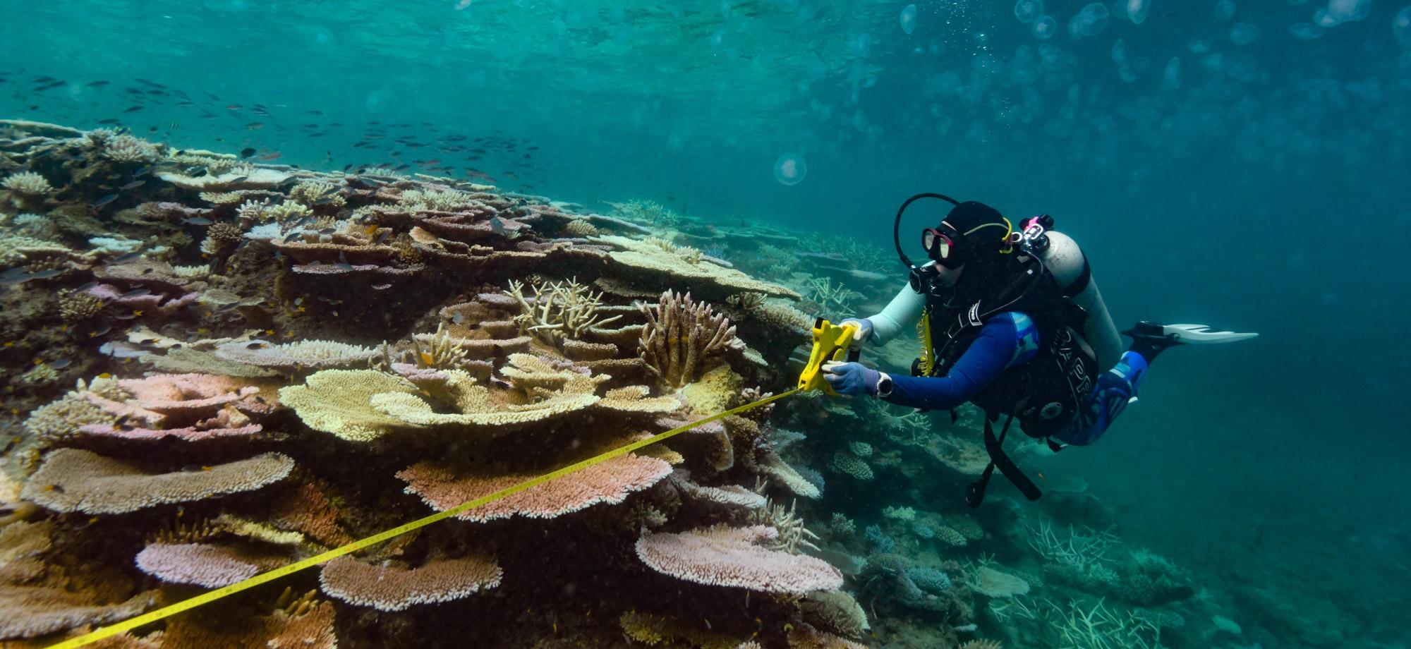 Diver swims beside the reef slope. Coral bleaching can be observed.
