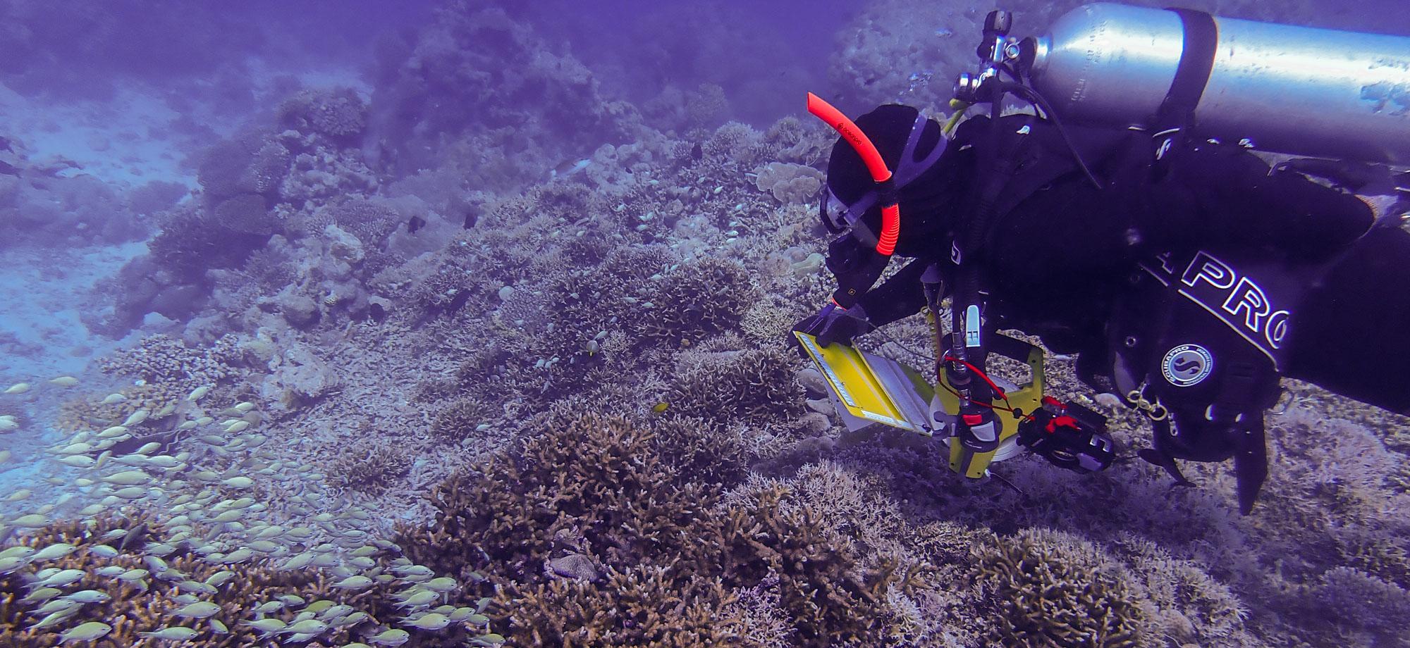A scuba diver surveys a healthy coral reef