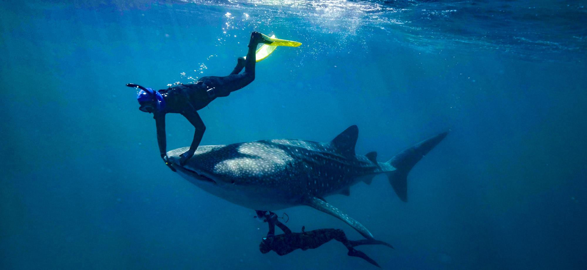 A freediving scraps tiny creatures from the lips of a whale shark, while another freediver is underneath taking an ultrasound