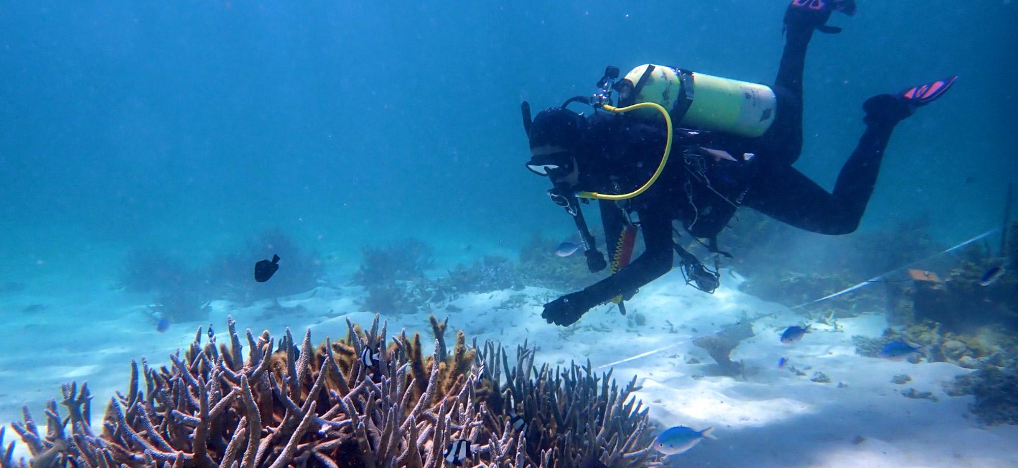 A scuba diver swims over a coral reef