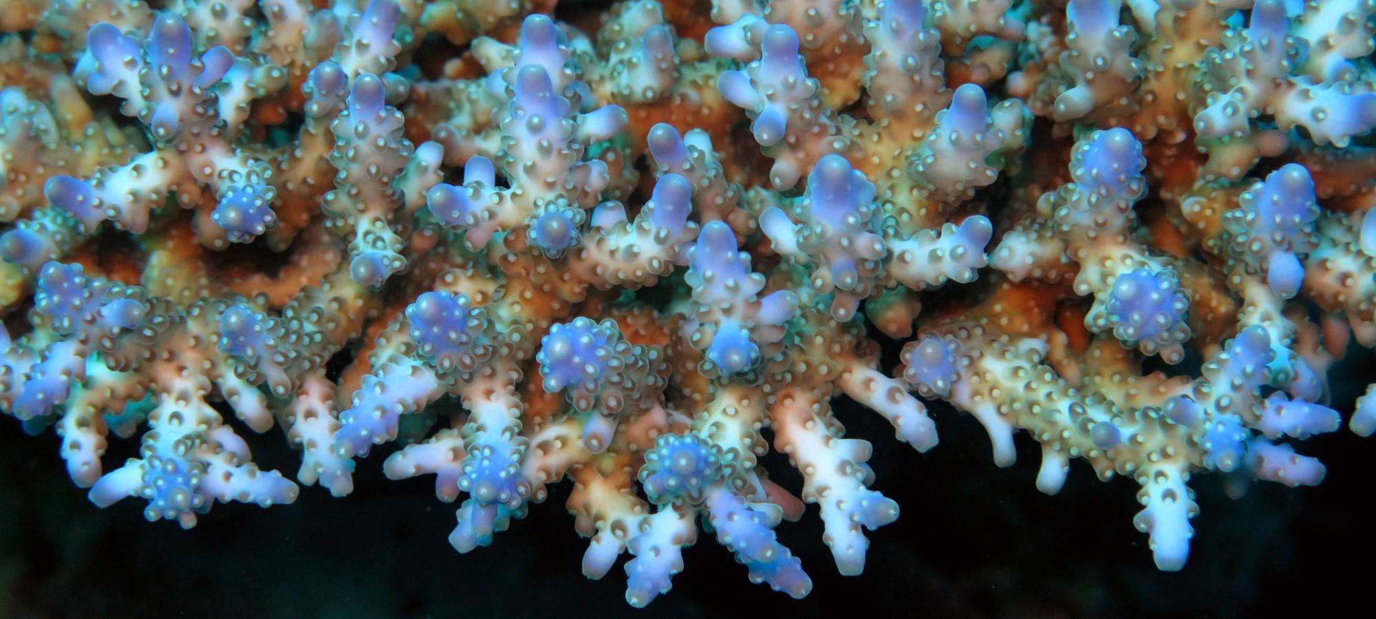 close up of a coral with small branches. primarily blue and green against a black background